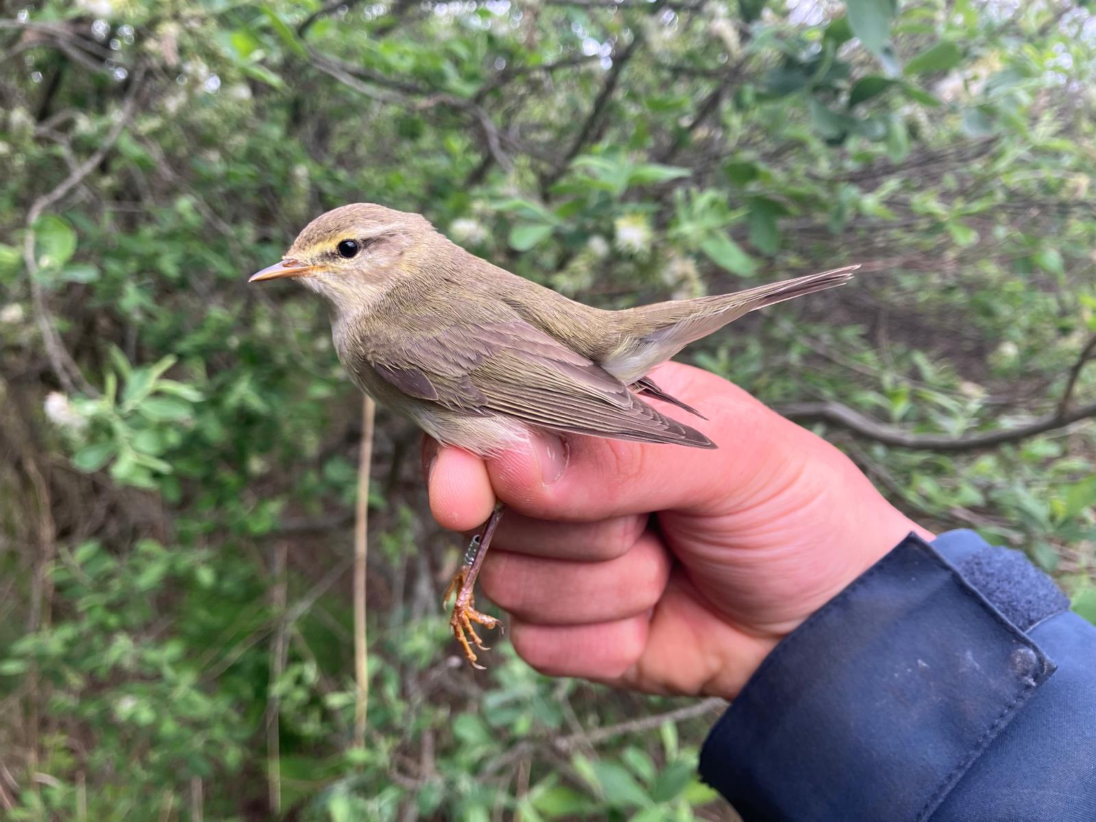 Willow warbler