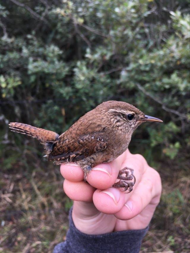 Wren