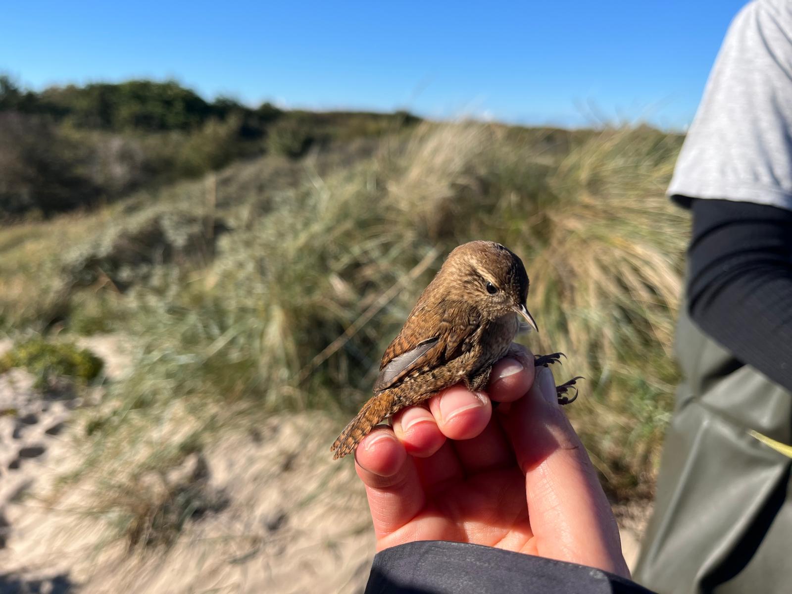 Wren26092025.jpeg