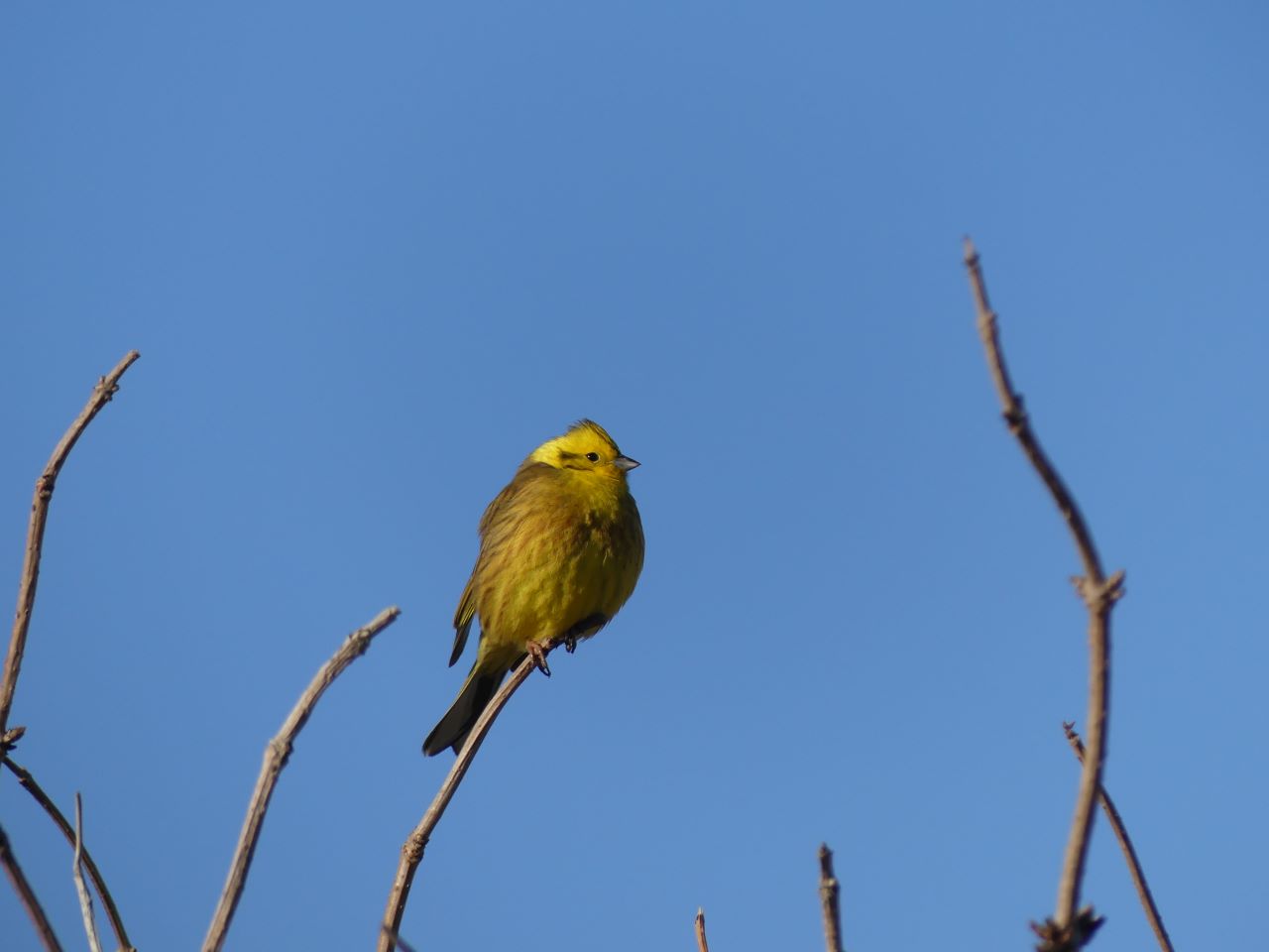 Yellowhammer_at_Grenen_resized.JPG