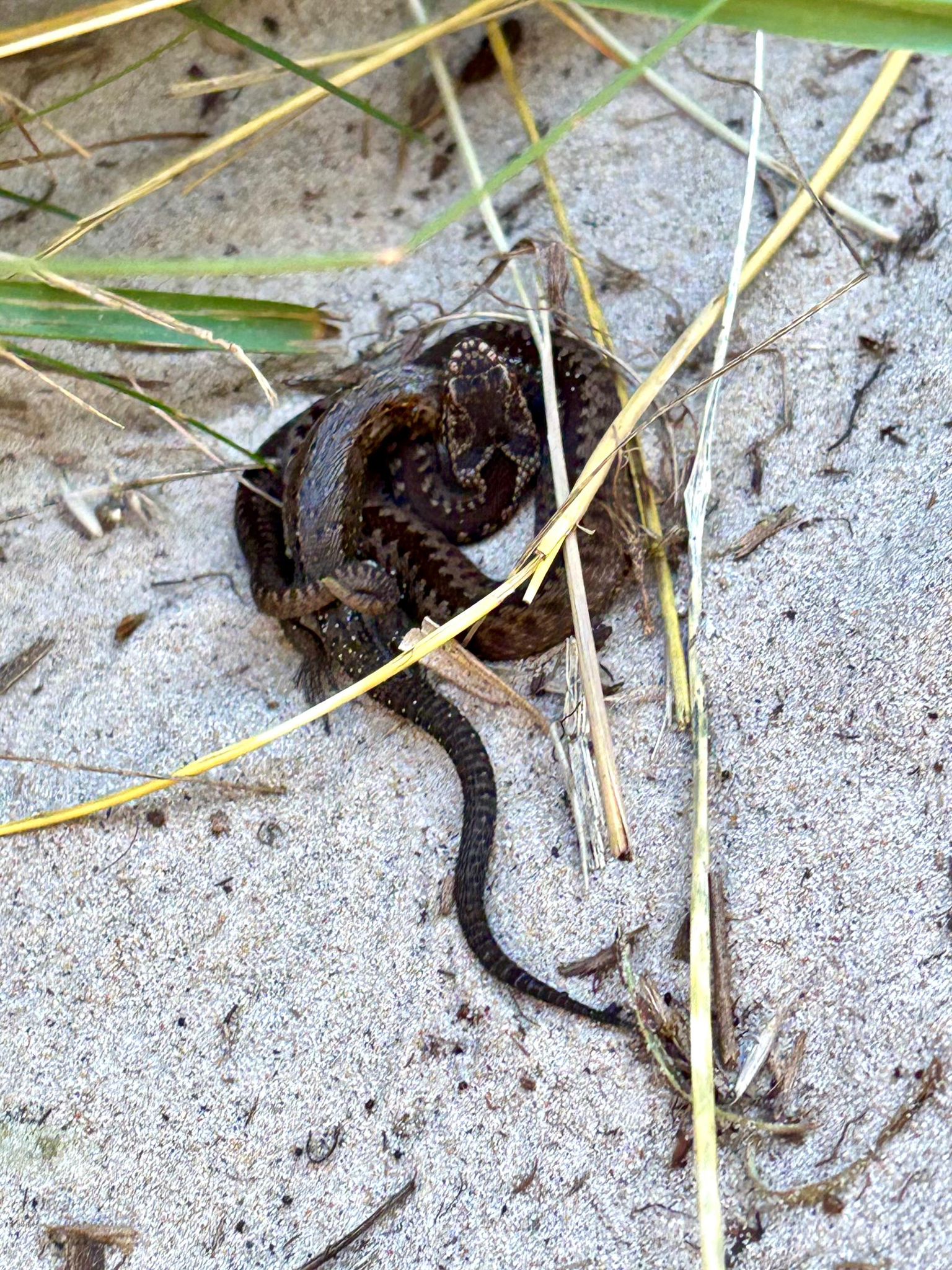 adder_feast.jpg