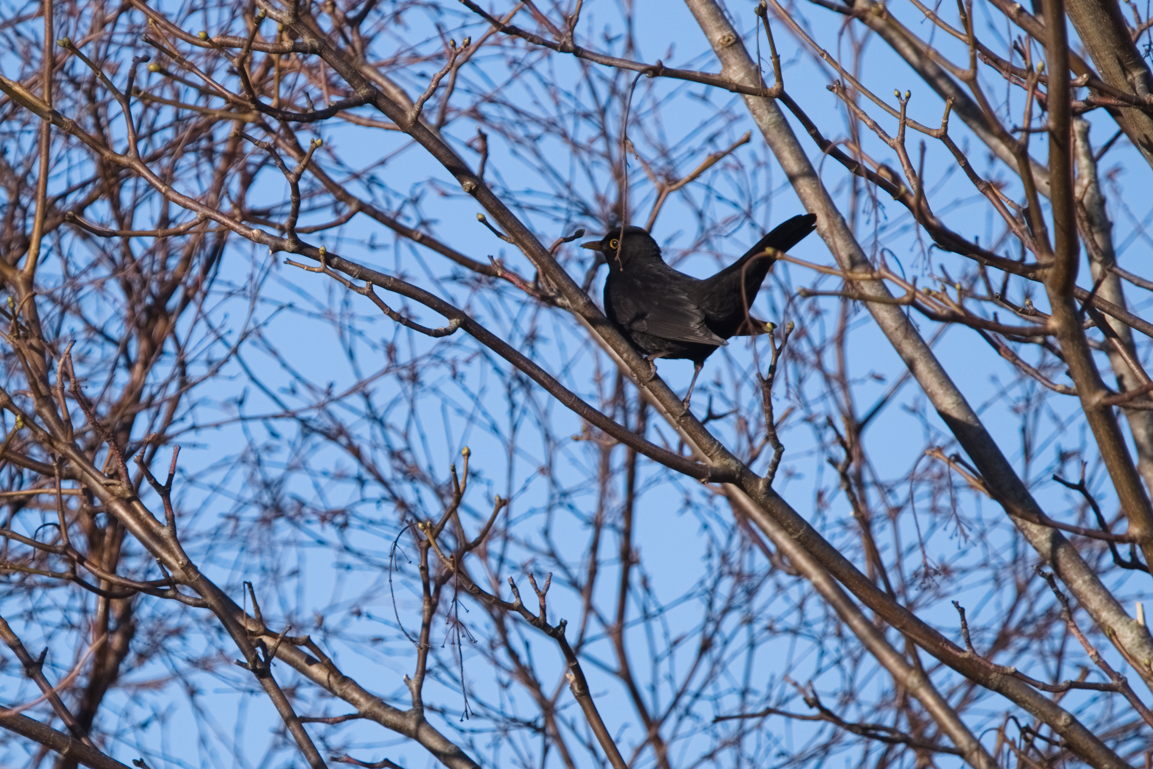 amsel