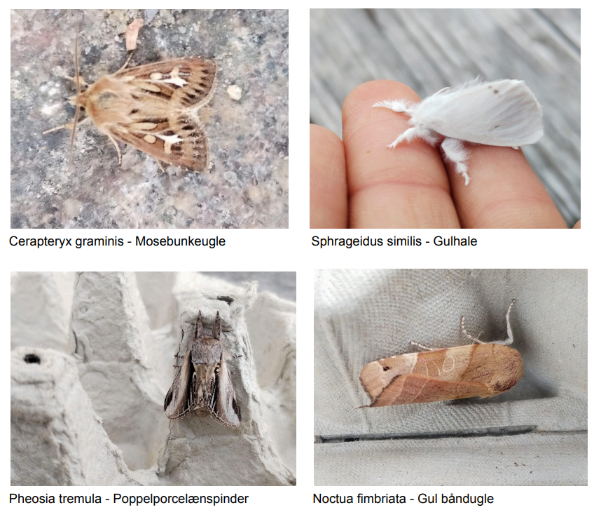 antler_and_co.png