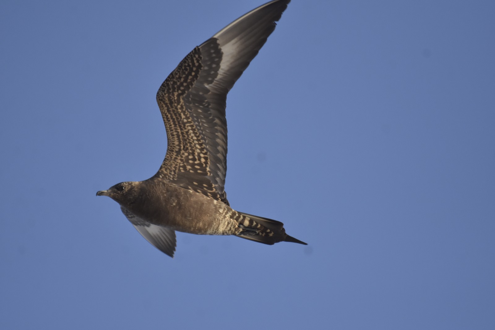 arctic skua