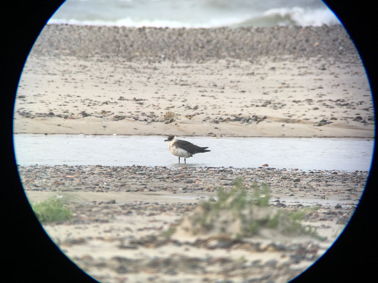 arcticskua Martina