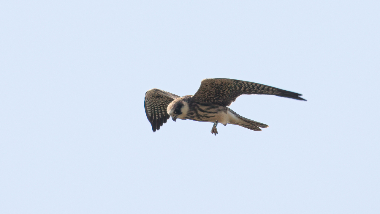 Aftenfalk 1K med farvering Skagen 14.08.22KNP.IMG 8023