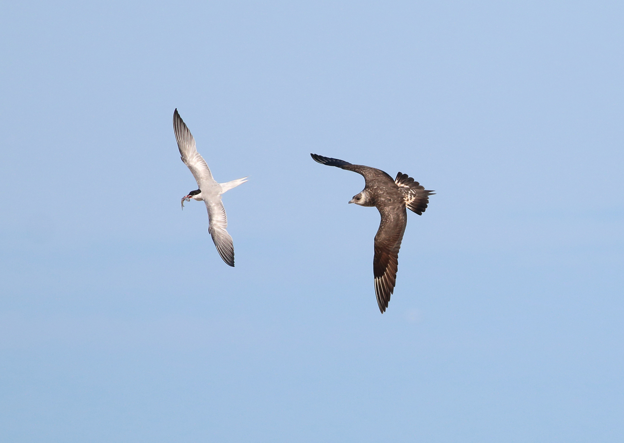 Alm. kjove imm lf jagter fjordterne Grenen 26.08.2014KP.IMG 3536