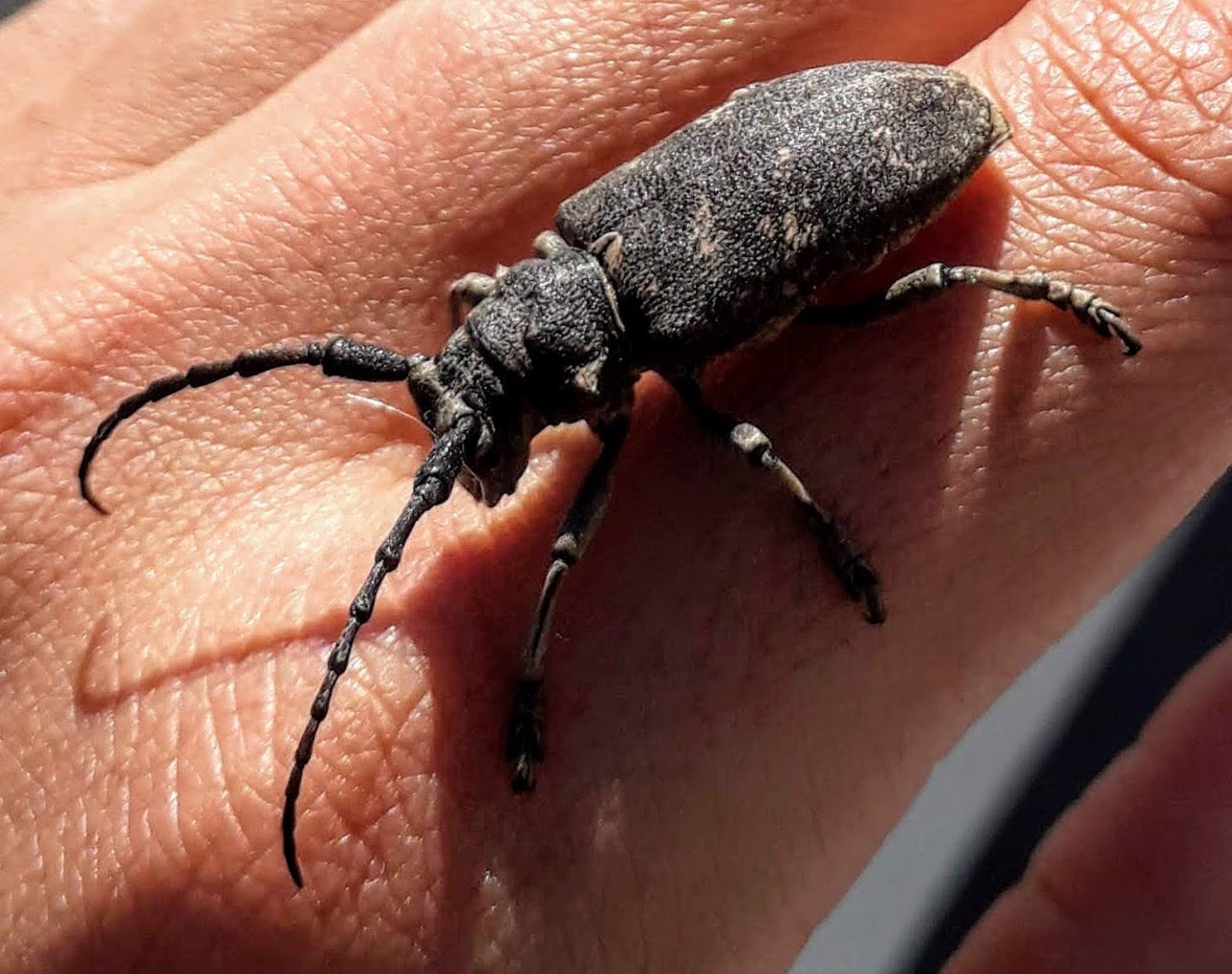 weaver beetle 