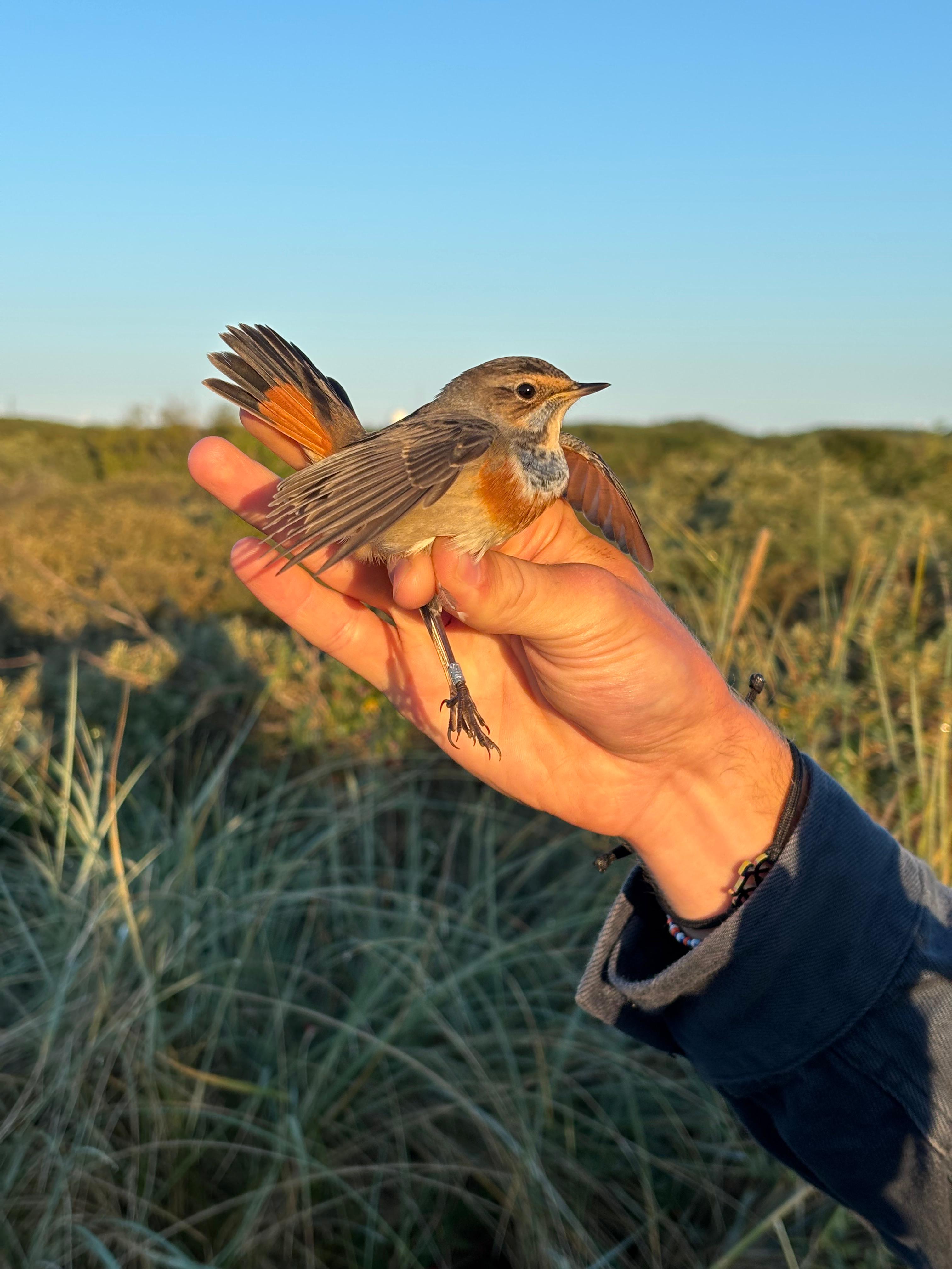 aug_bluethroat_1k.jpg