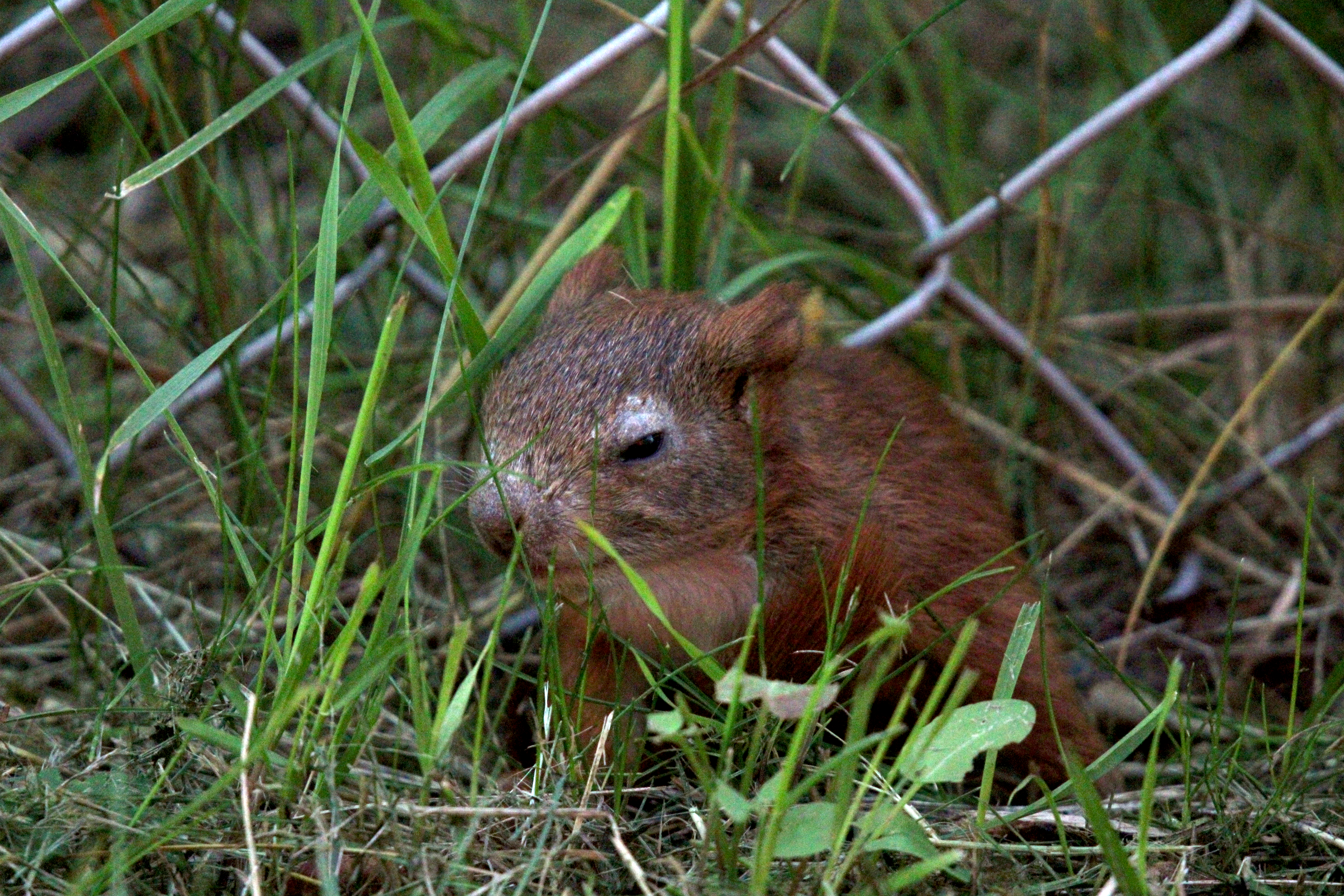 babyredsquirrel