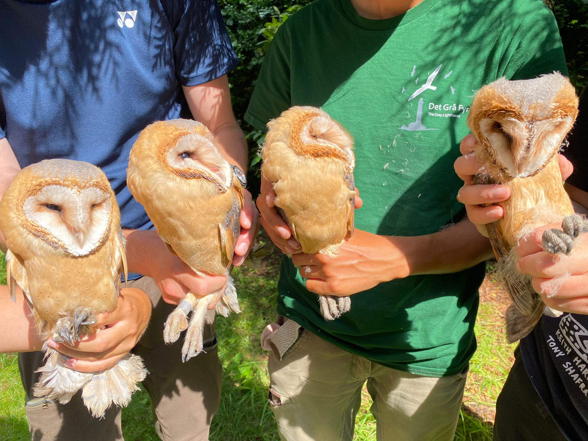 barn owl 1