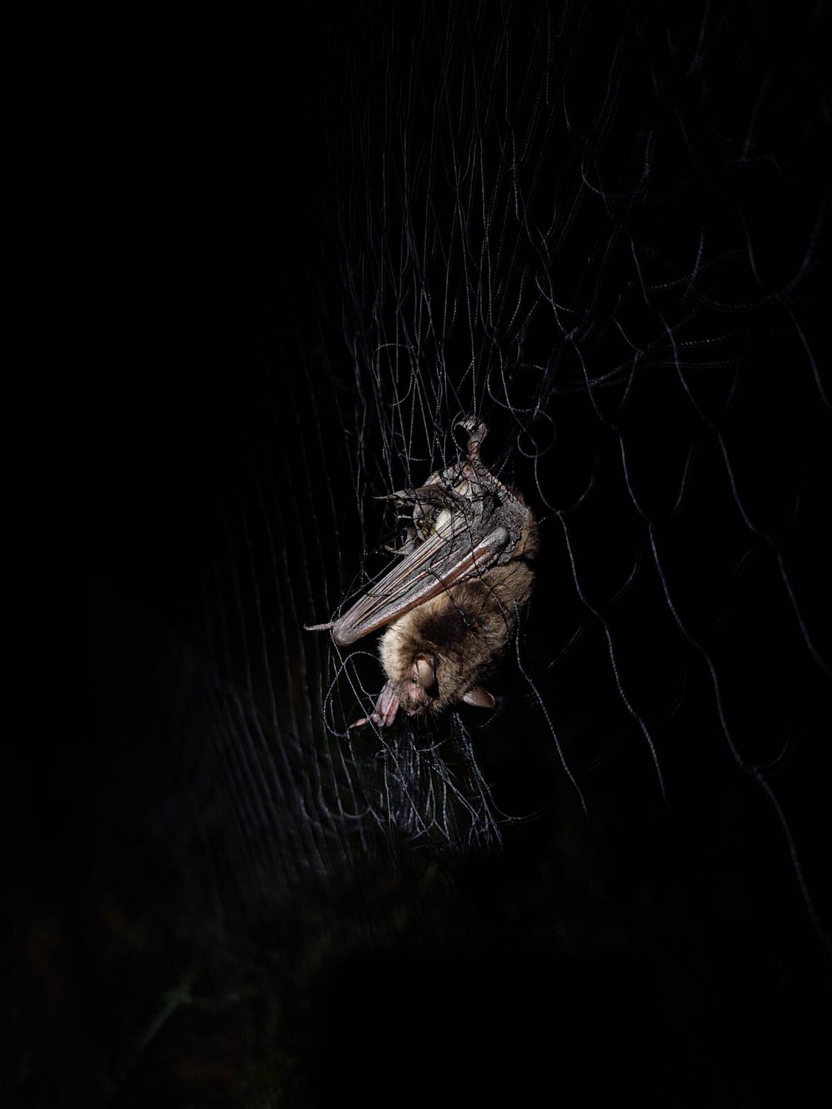 bat_inthe_net.jpg