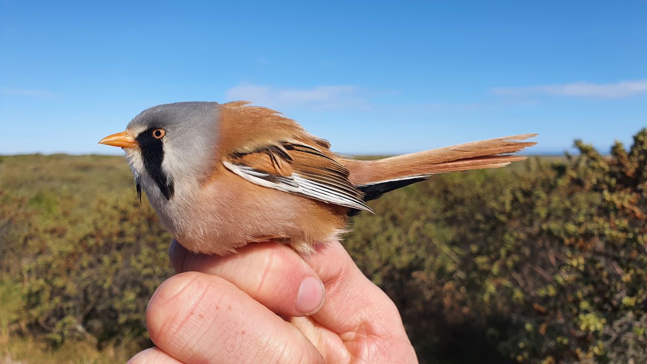 beardedtit