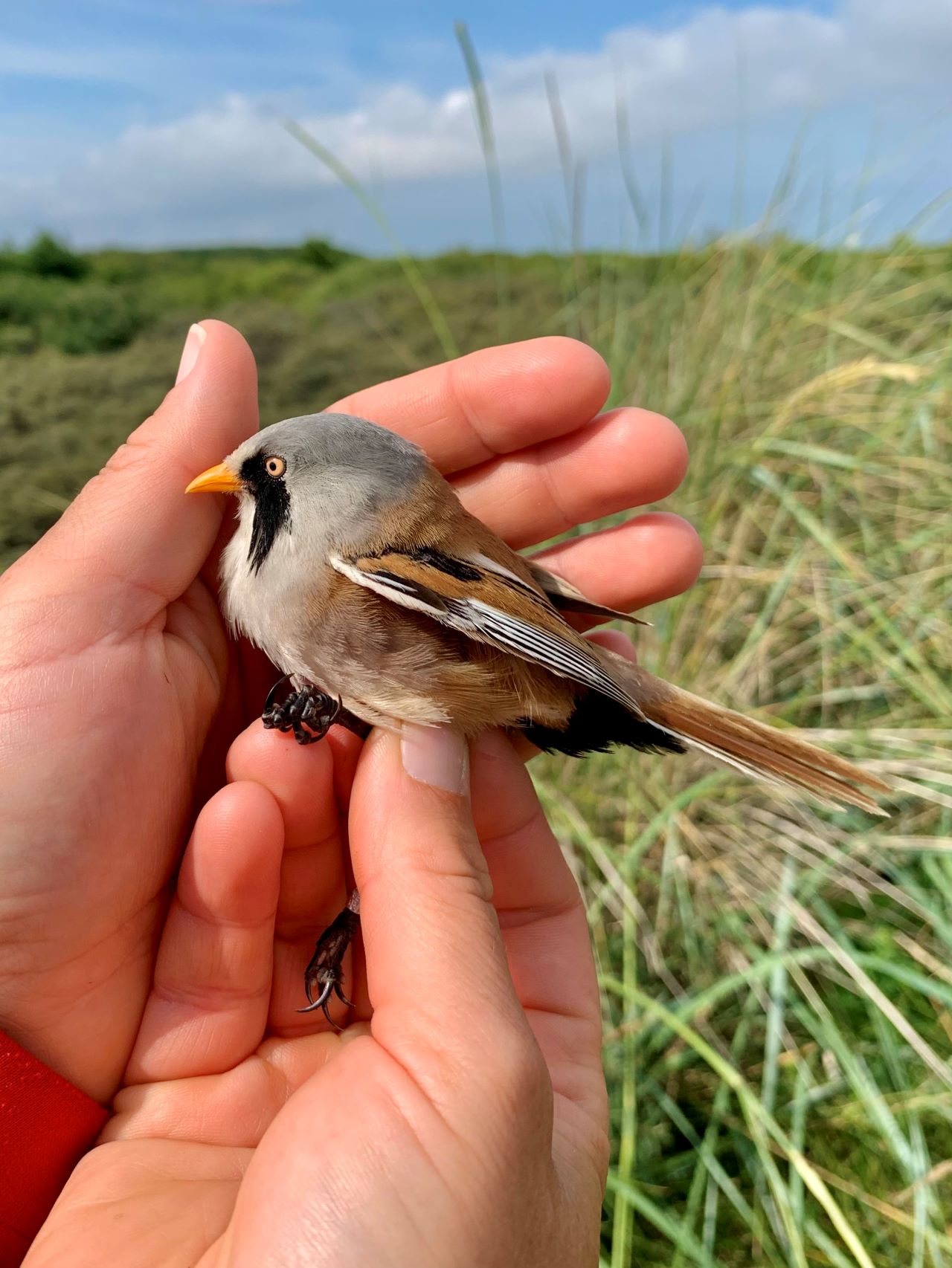 beardedtit male