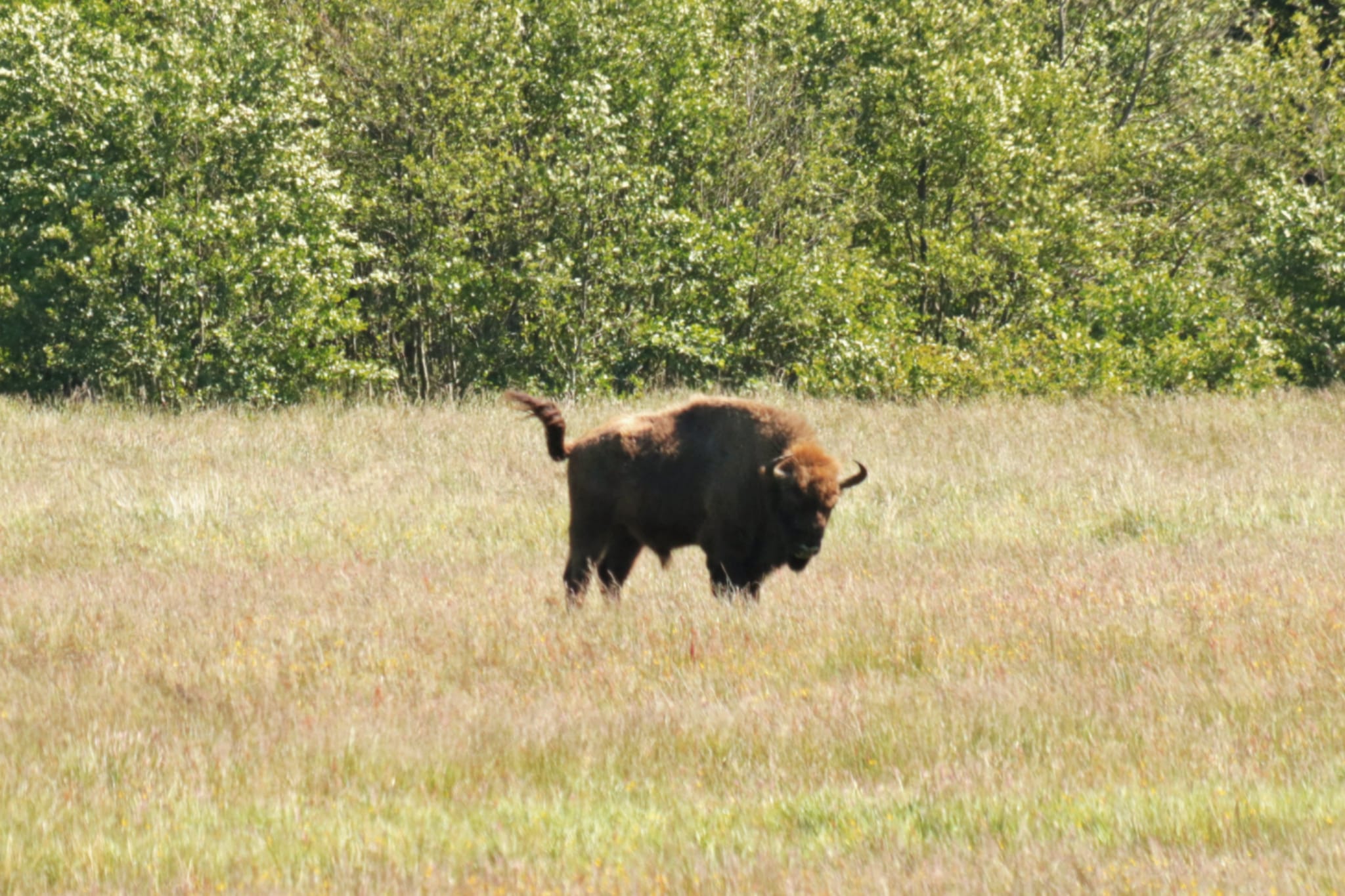 bison