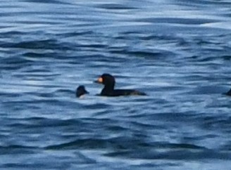 black scoter 2 crop
