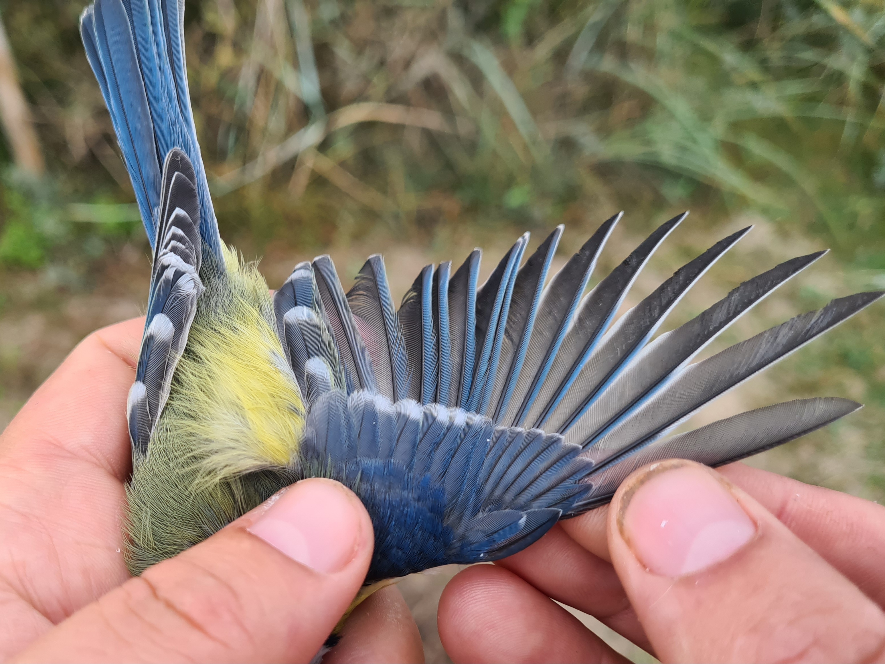 blaumeise_20260924.jpg