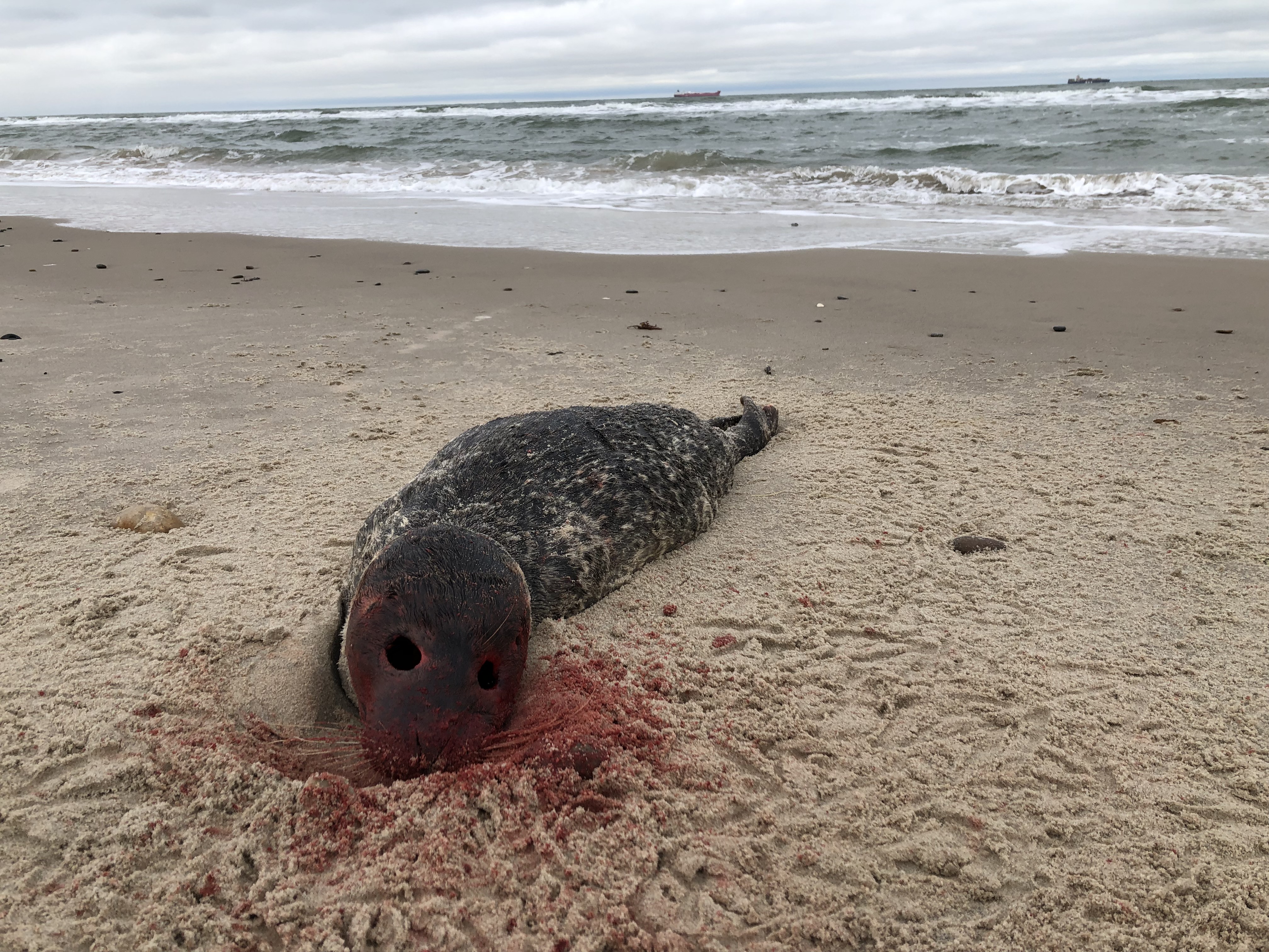 blindseal