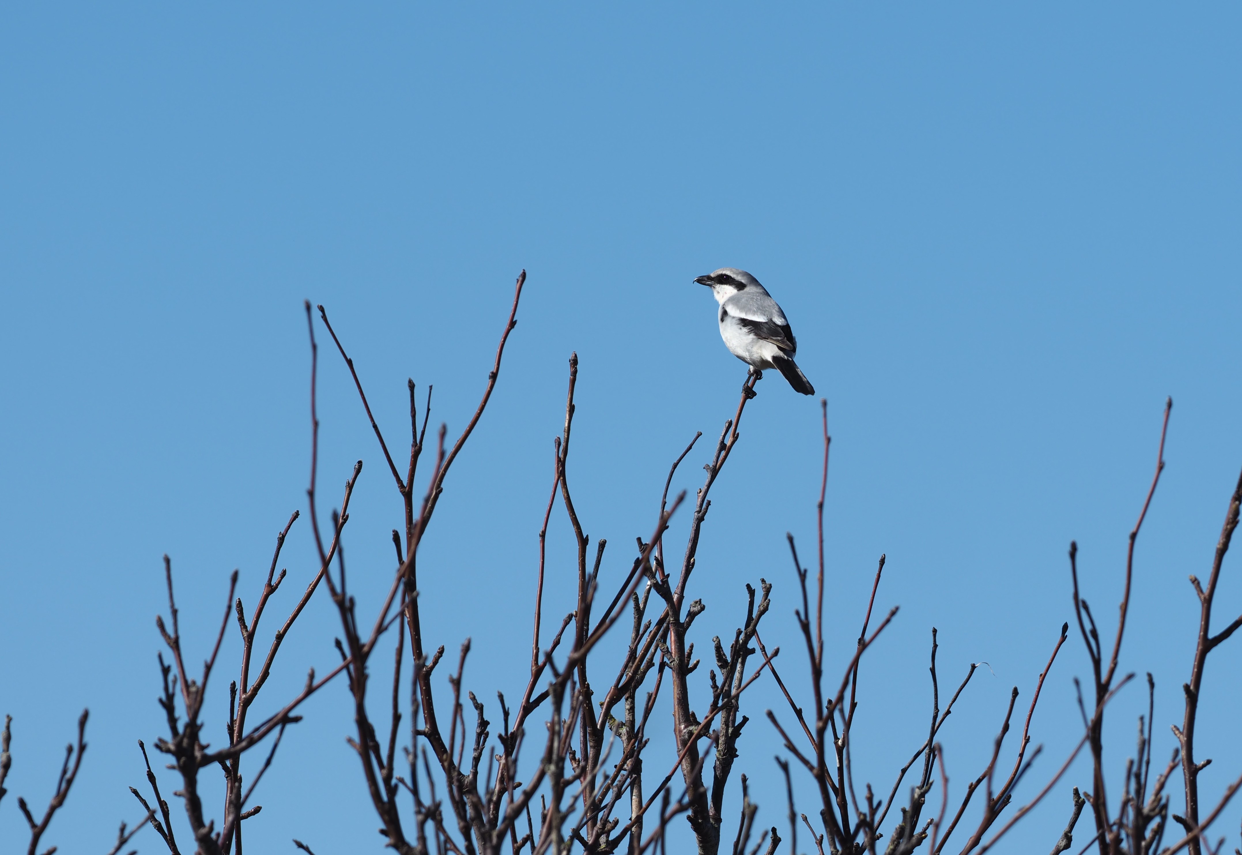 Great grey shrike