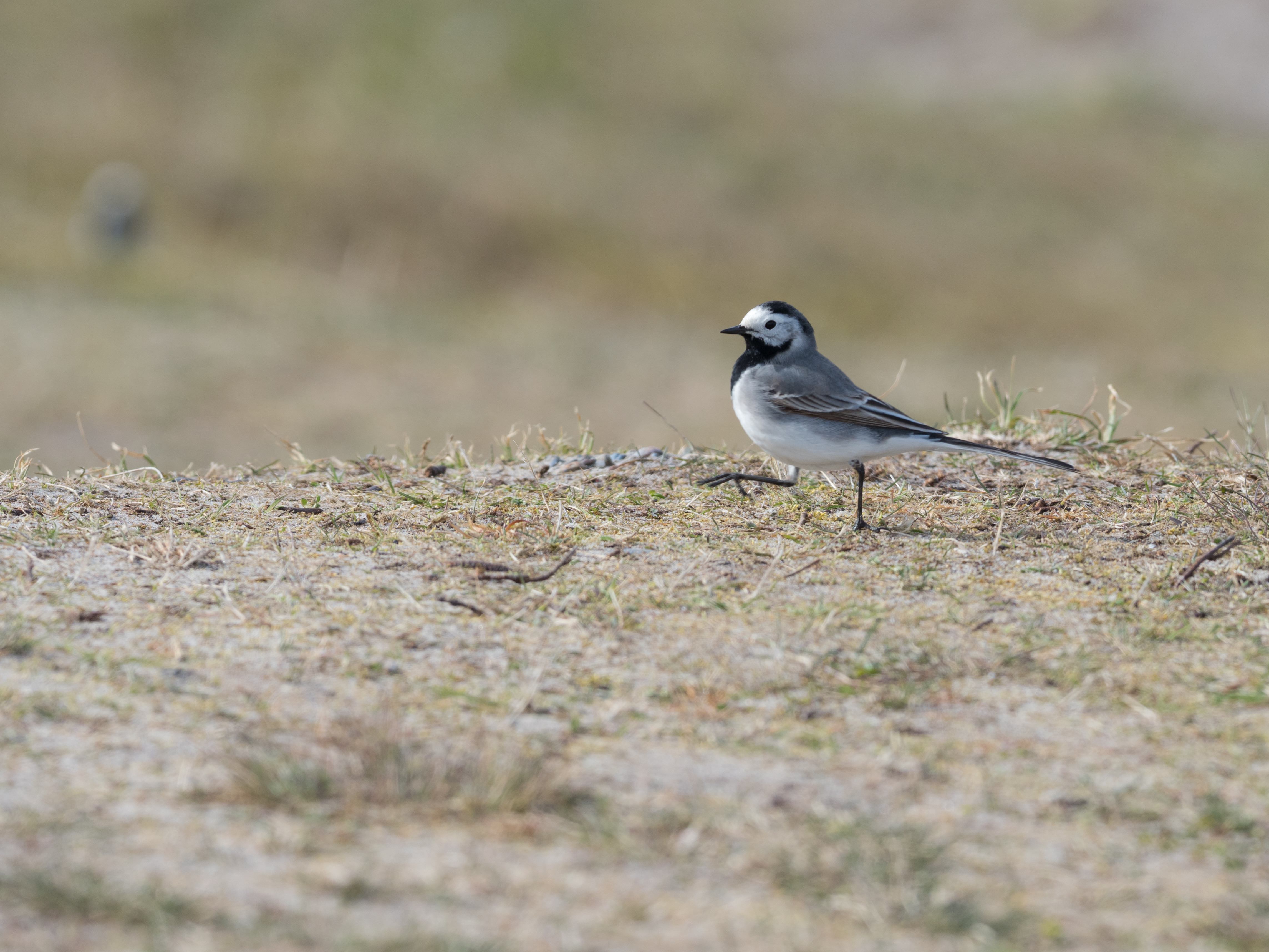 P4073291 Skagen