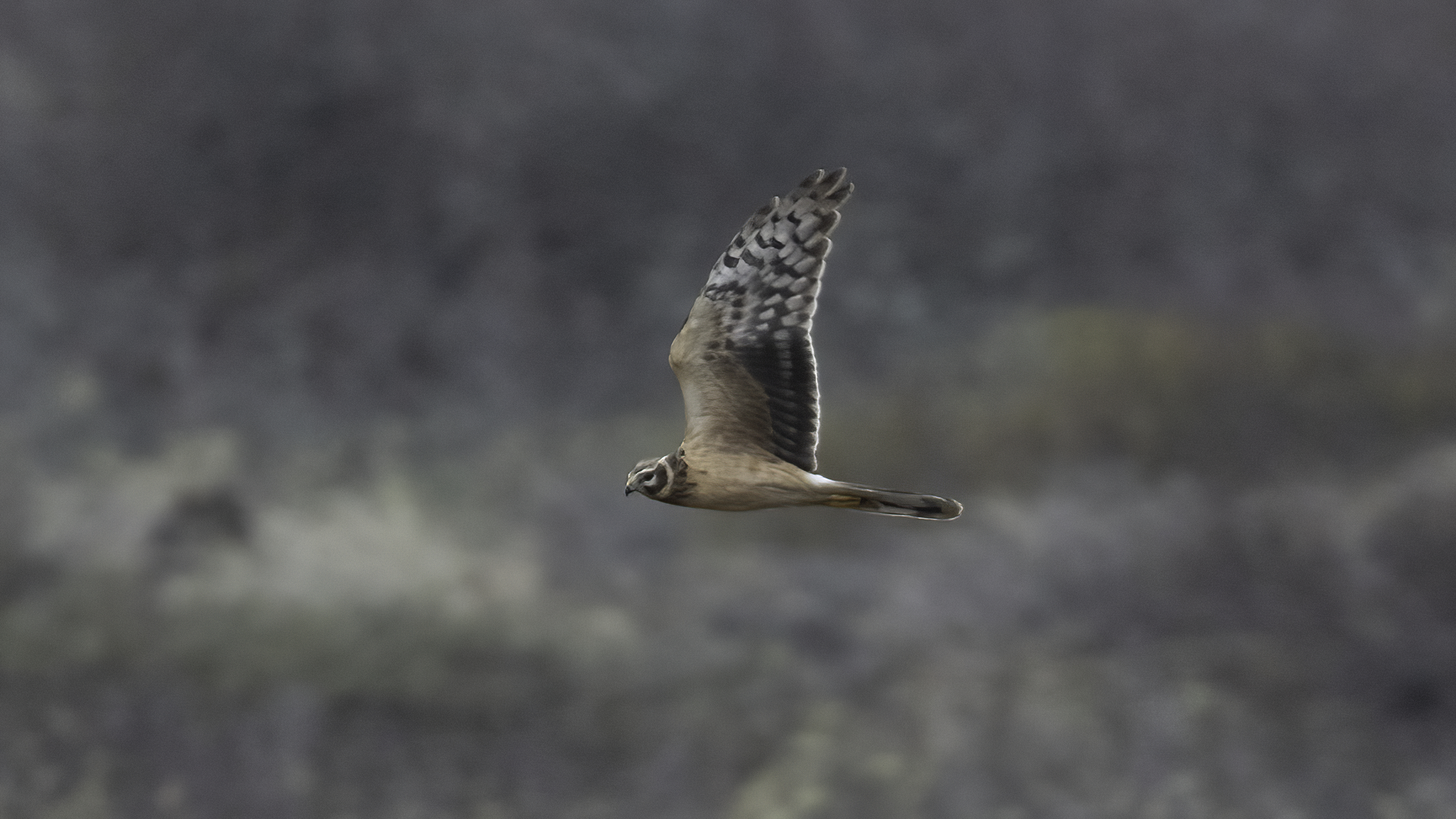 Steppehog 2K hun Skagen 29.04.21KP.IMG 3253