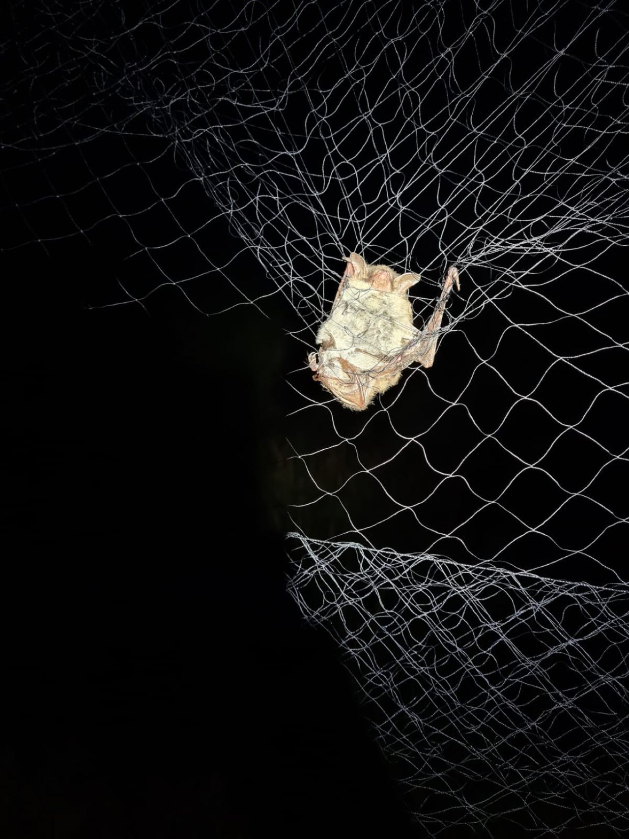 Noctule 27 08 2026