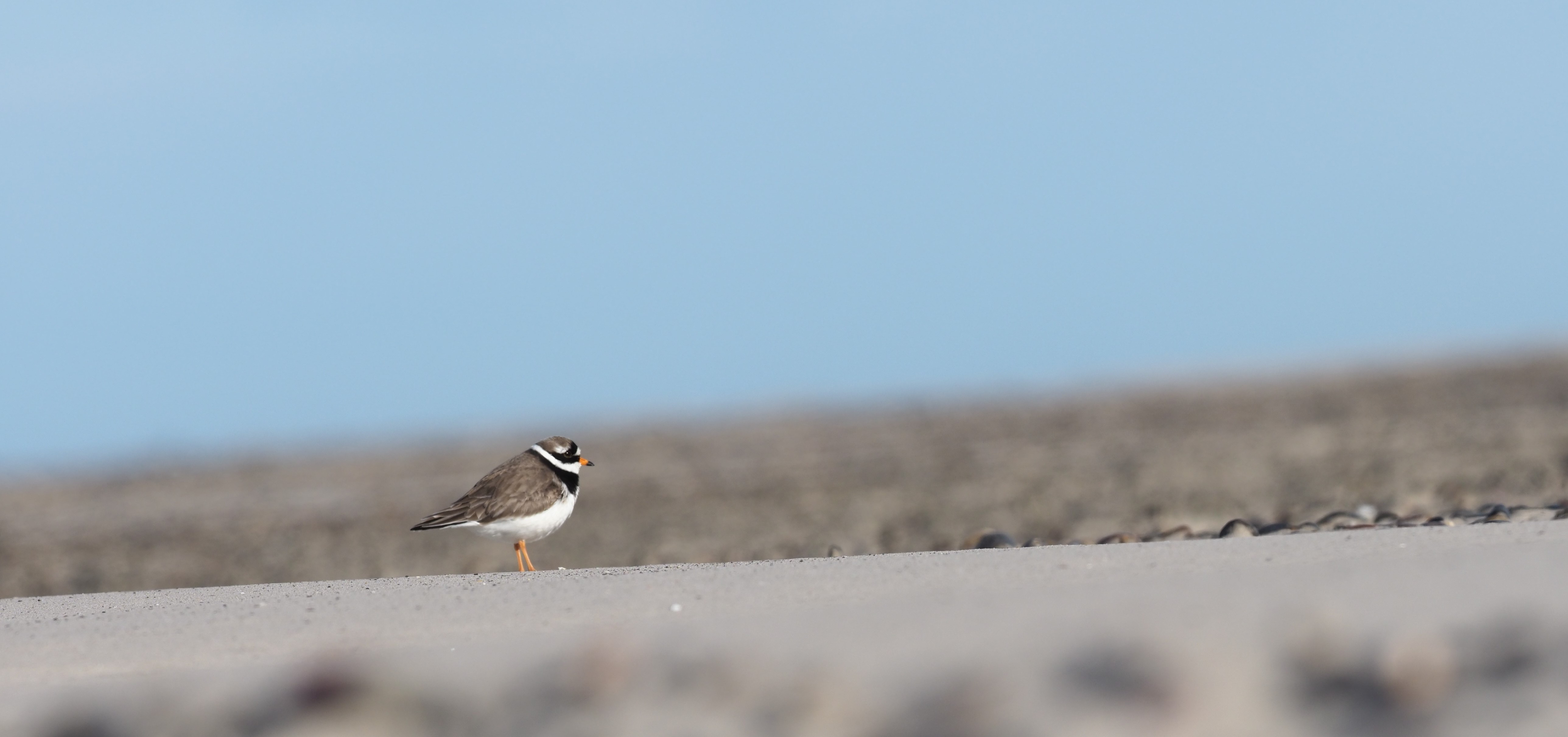 Plover