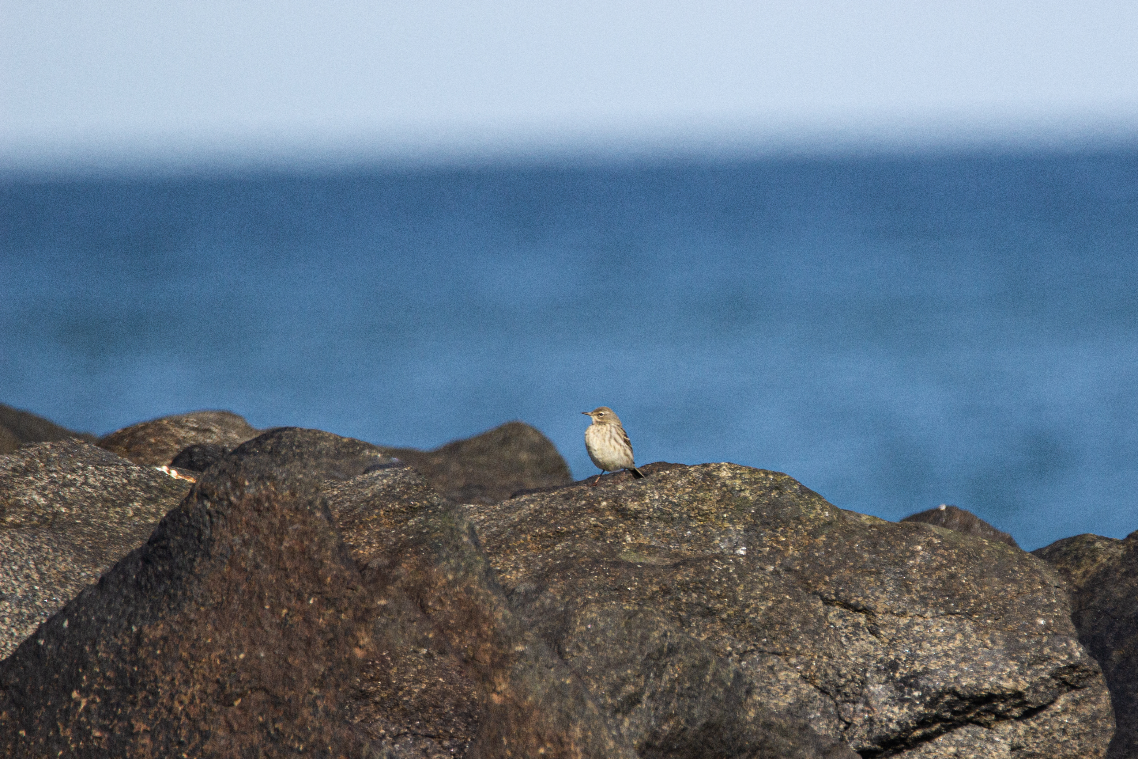 IMG 4428 2021 04 15 Rock pippit Skagen