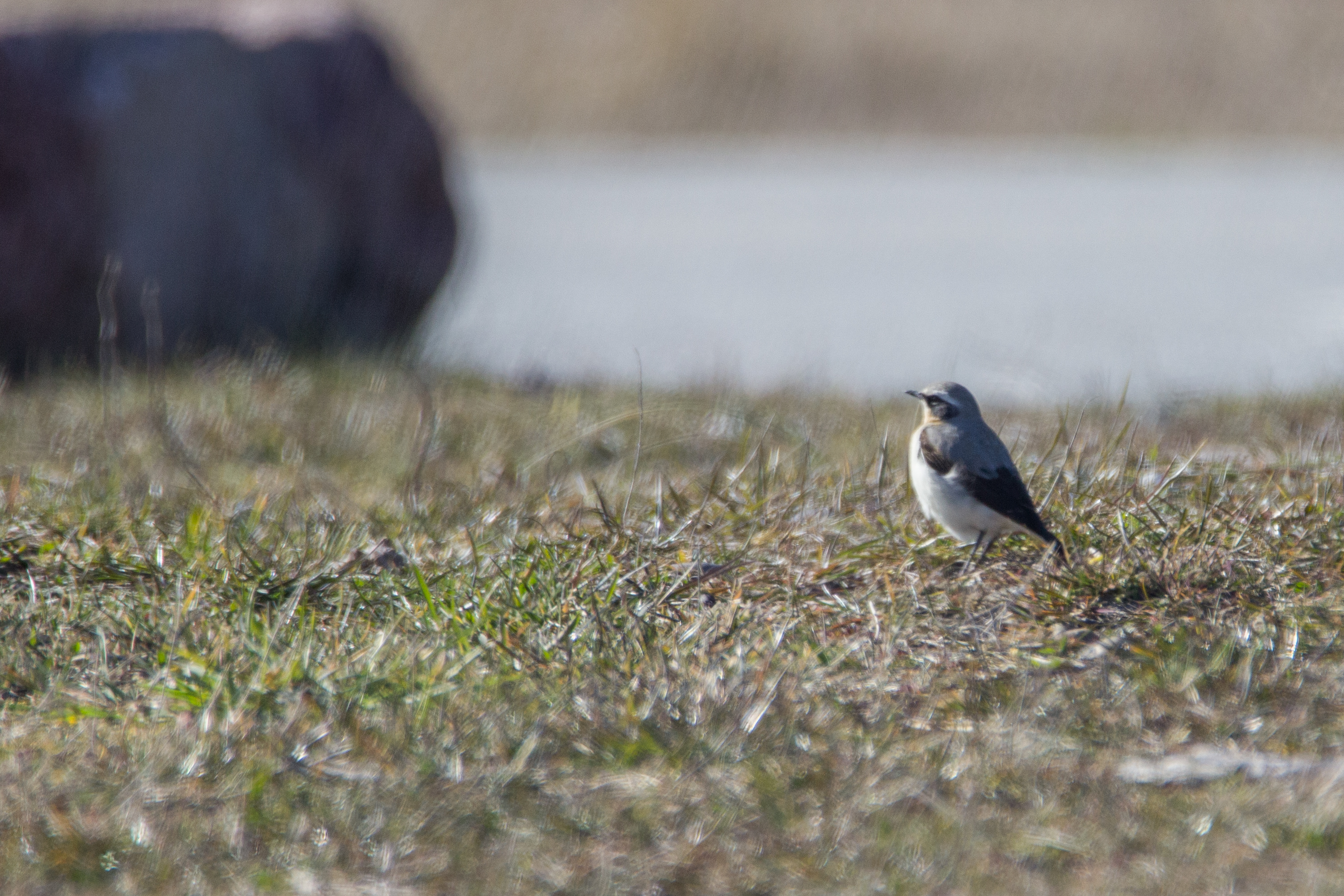 IMG 4581 2021 04 15 Wheatear Skagen