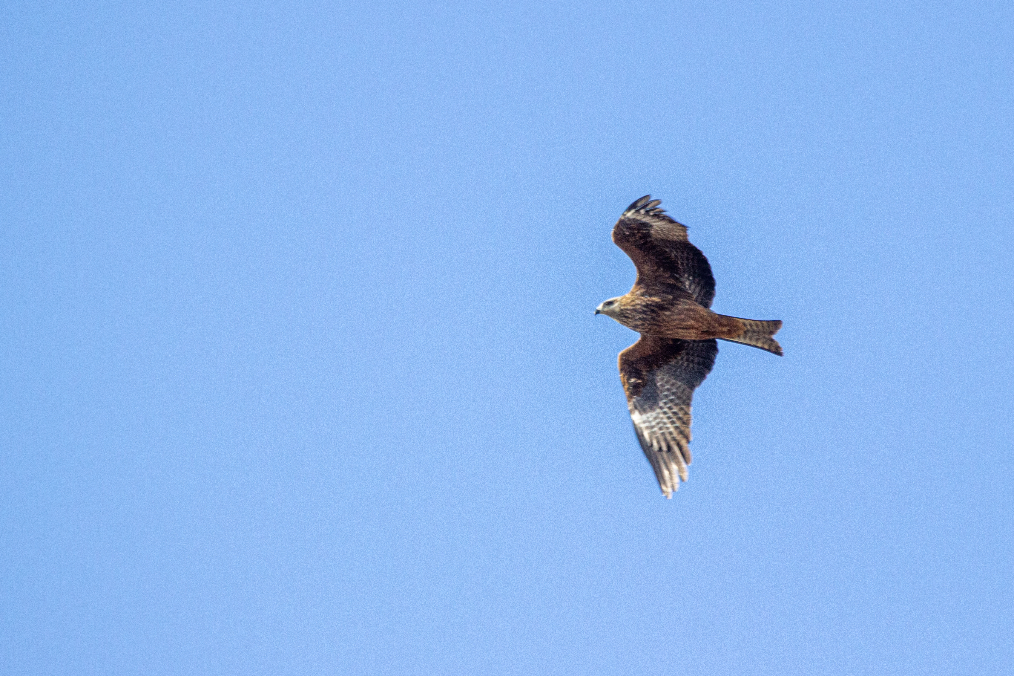 IMG 5188 2021 04 20 Black kite Skagen