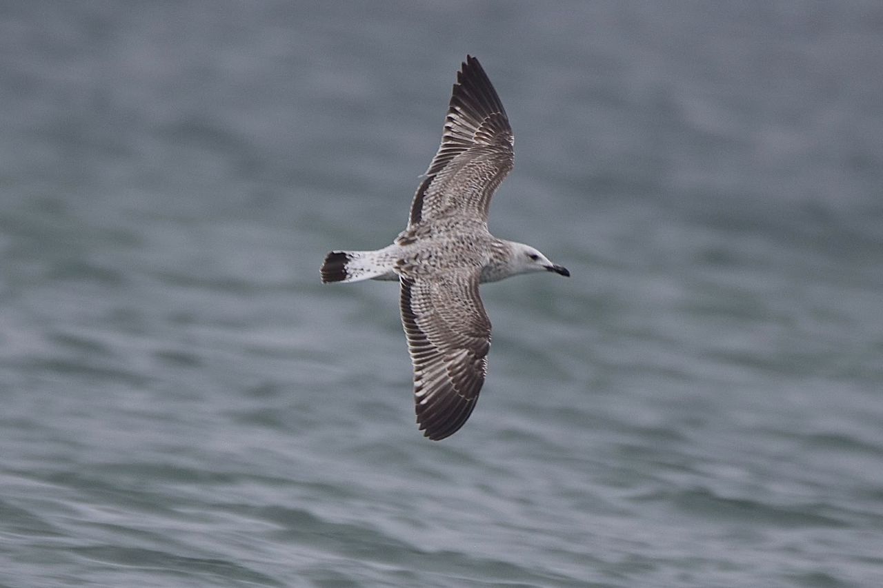 caspian gull Grenen 15 09 2026 Alfred Goeckler