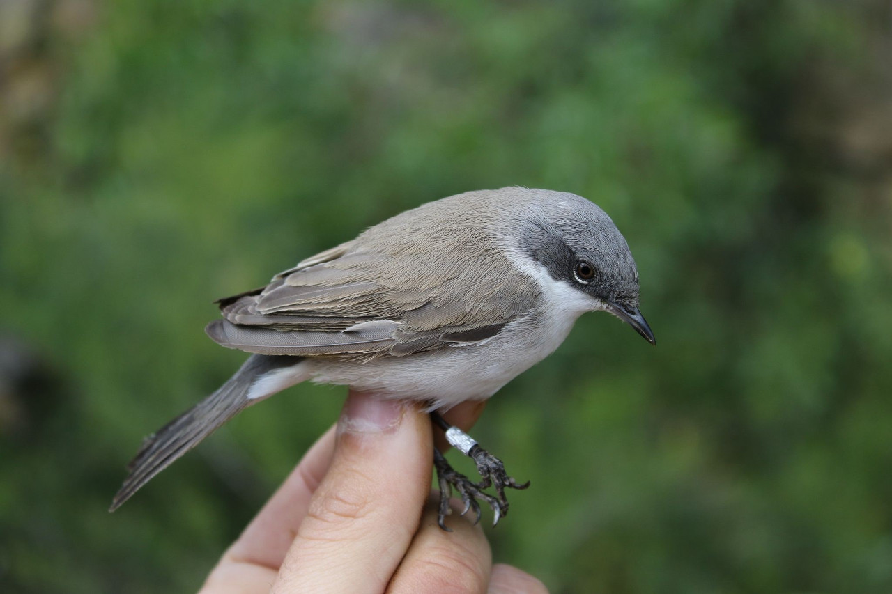 gaerdesanger Jerusalem 31 04 2025 Yehonatan Ben Aroia recap of a Skagen bird 9DV5978