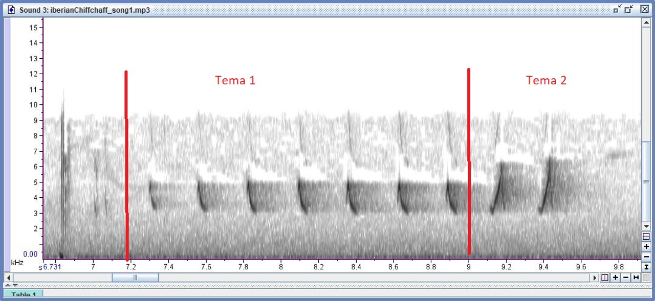 iberianChiffchaff song1 2