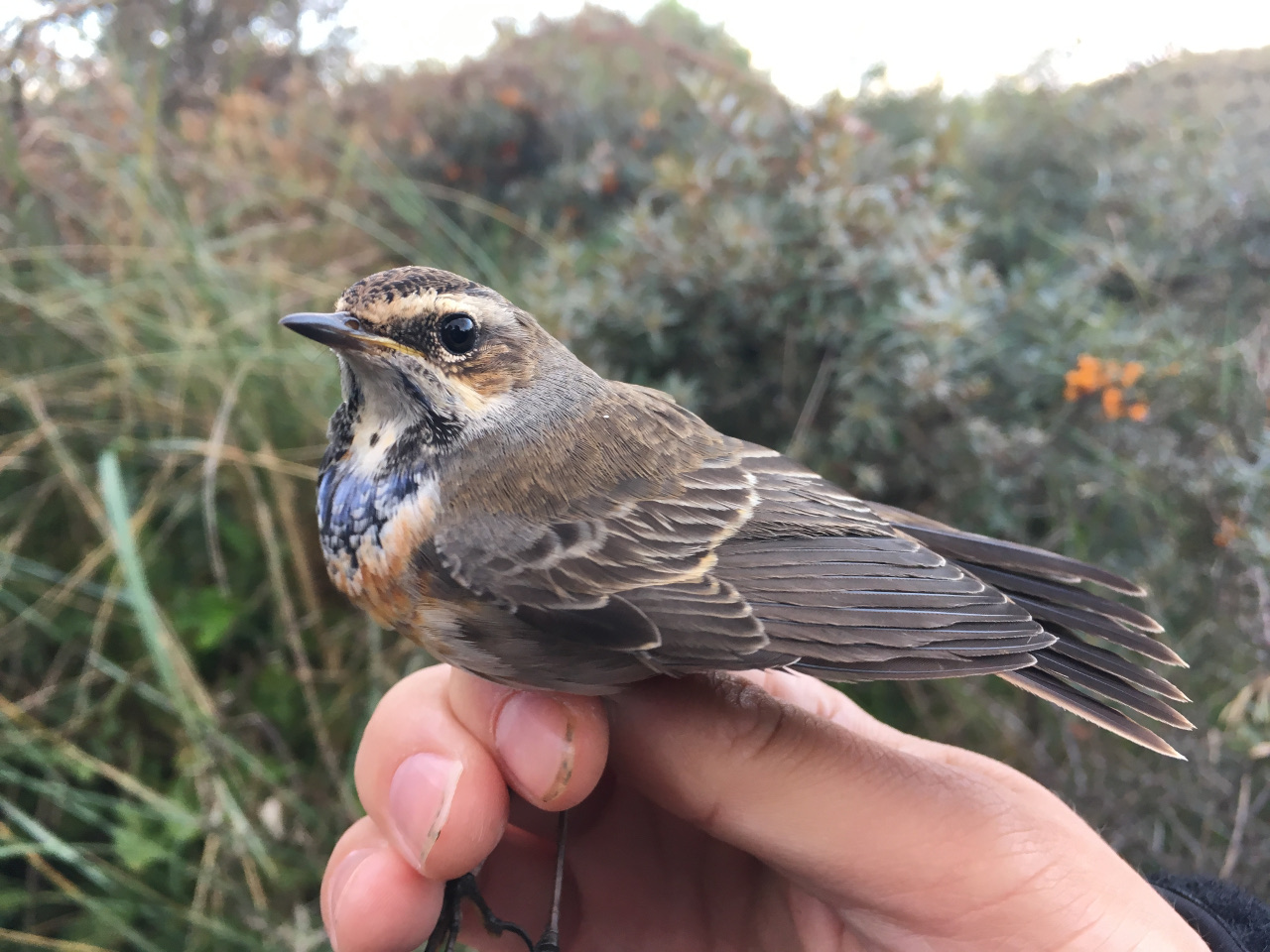 bluethroat