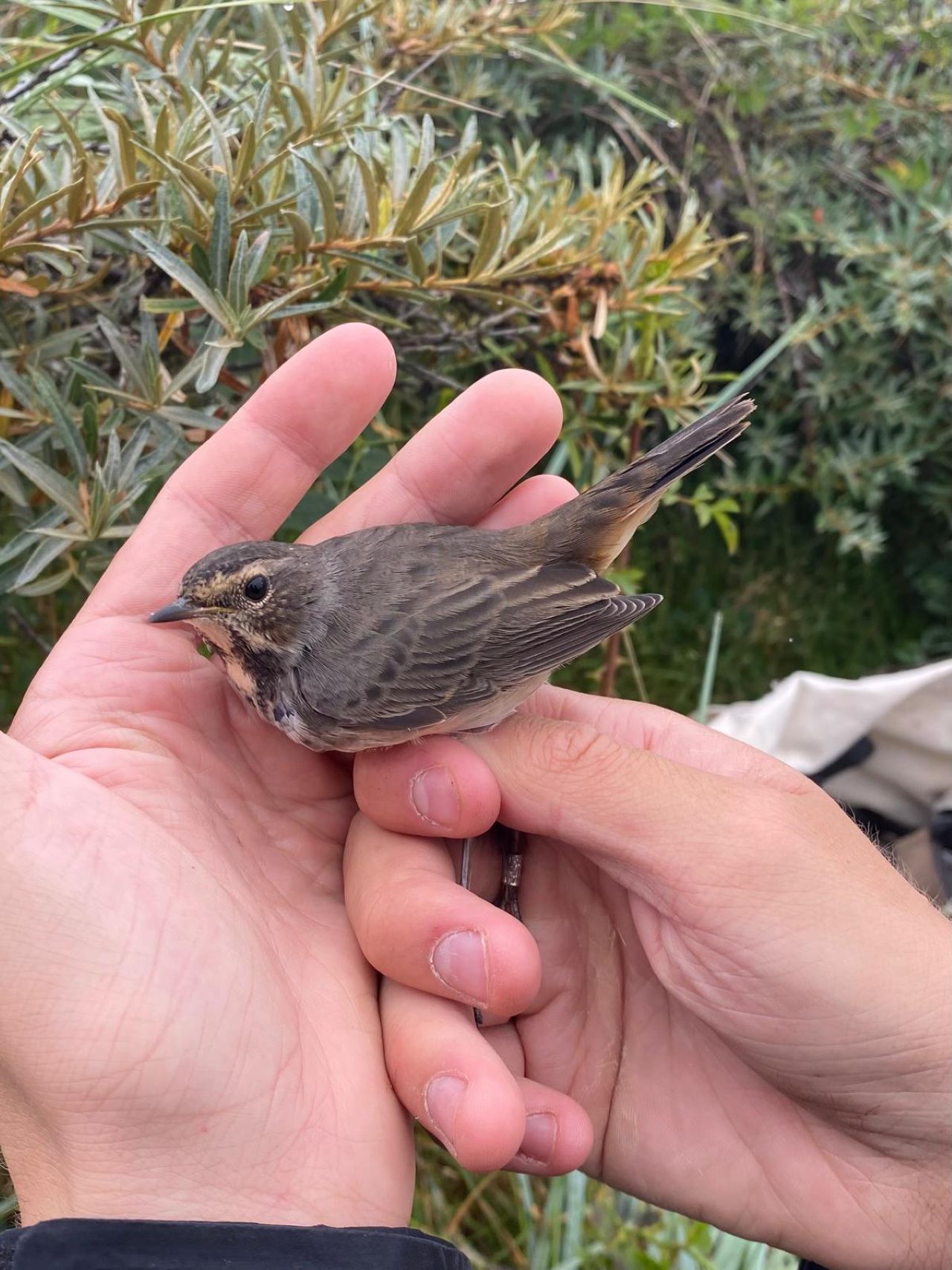 bluethroat july 16