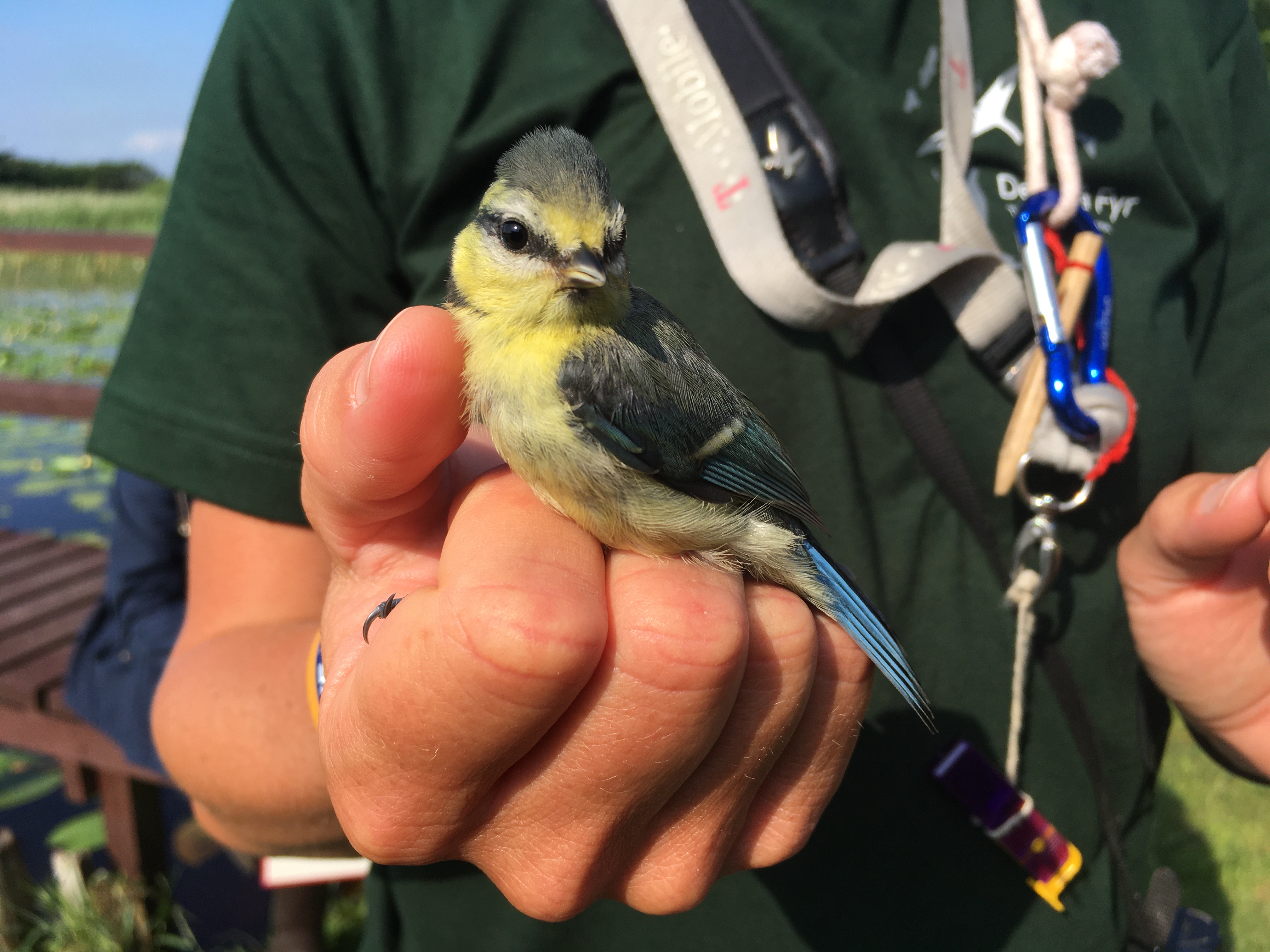 bluetit Martina