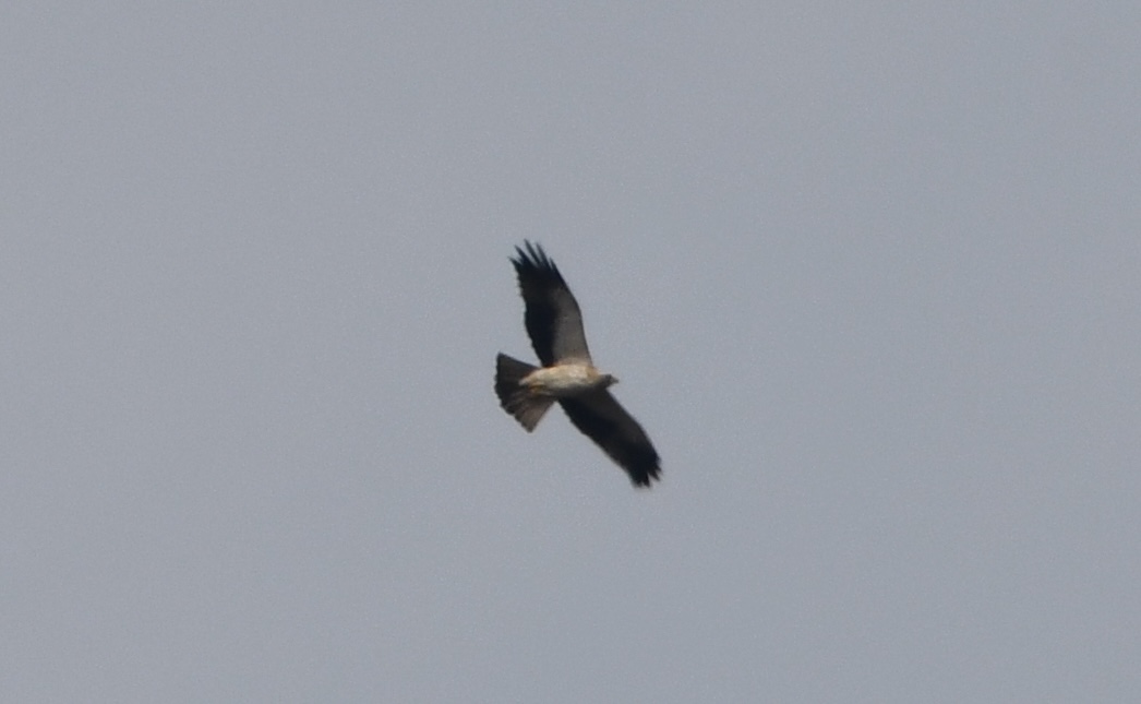 booted_eagle.JPG
