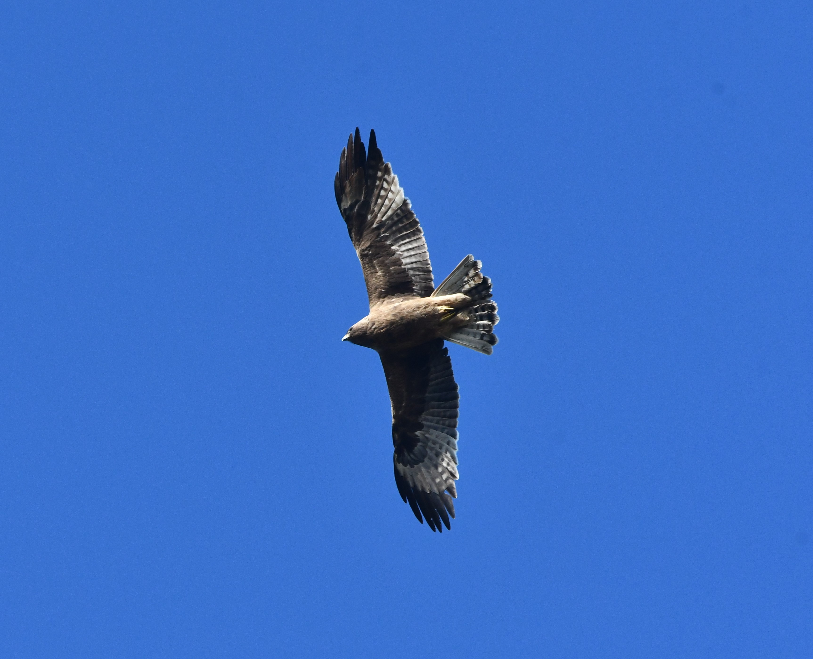 booted eagle crop