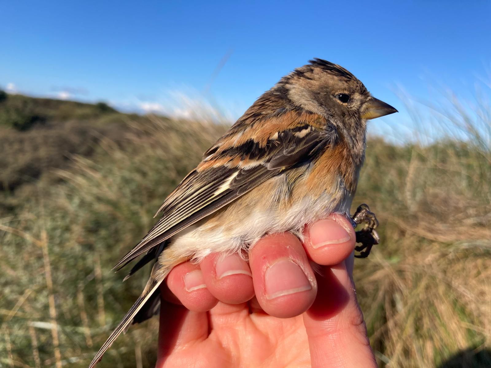 brambling.jpg