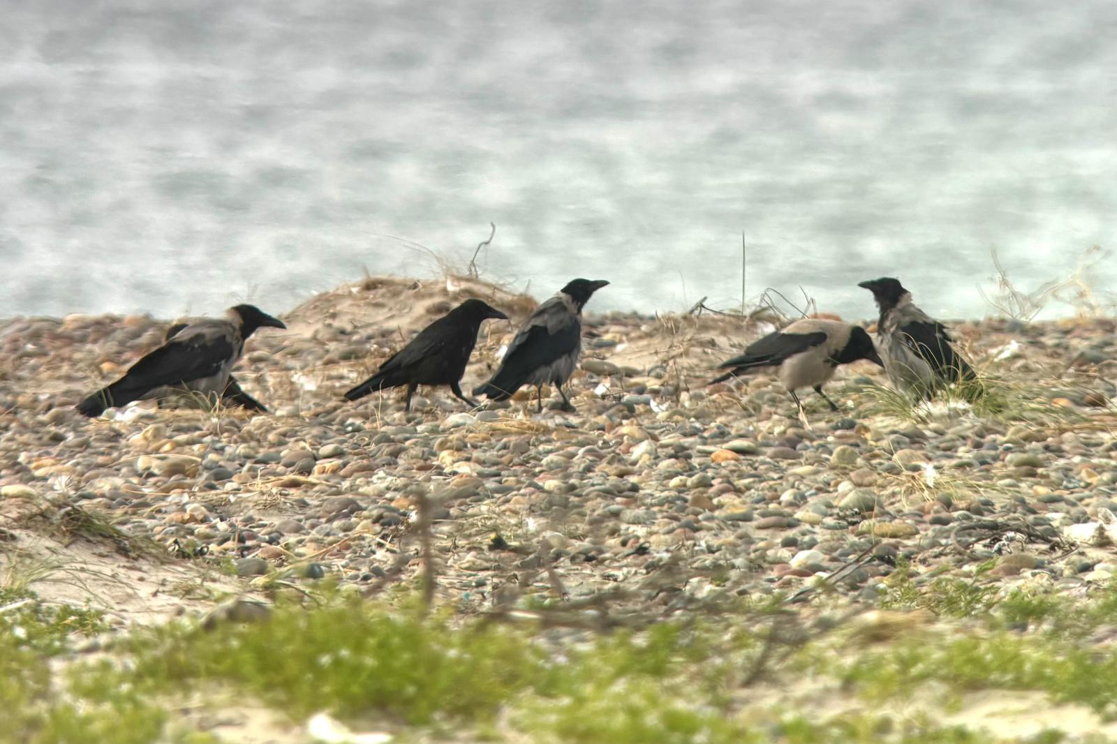 carrion_crow.jpg