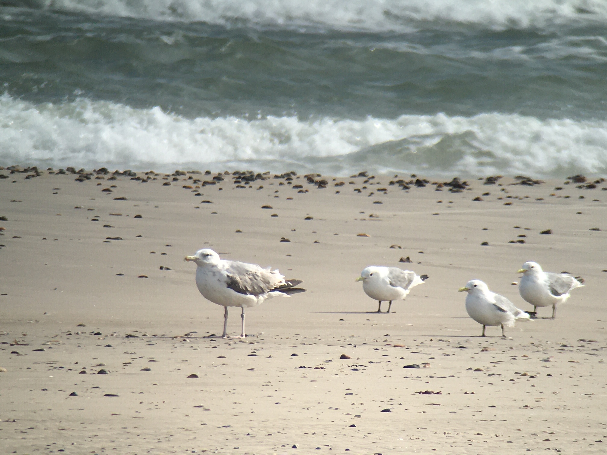 caspian gull