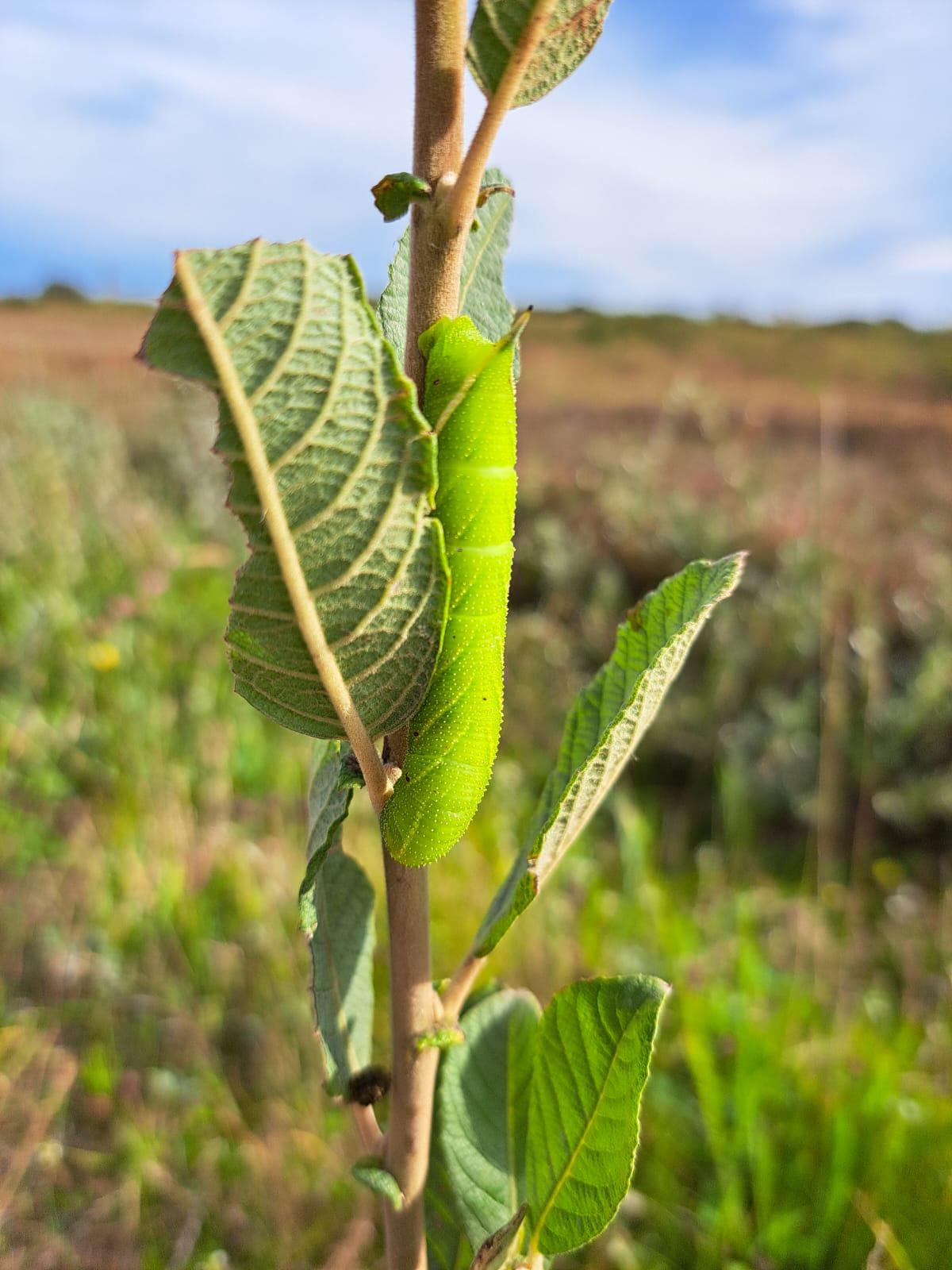 caterpillar.jpg