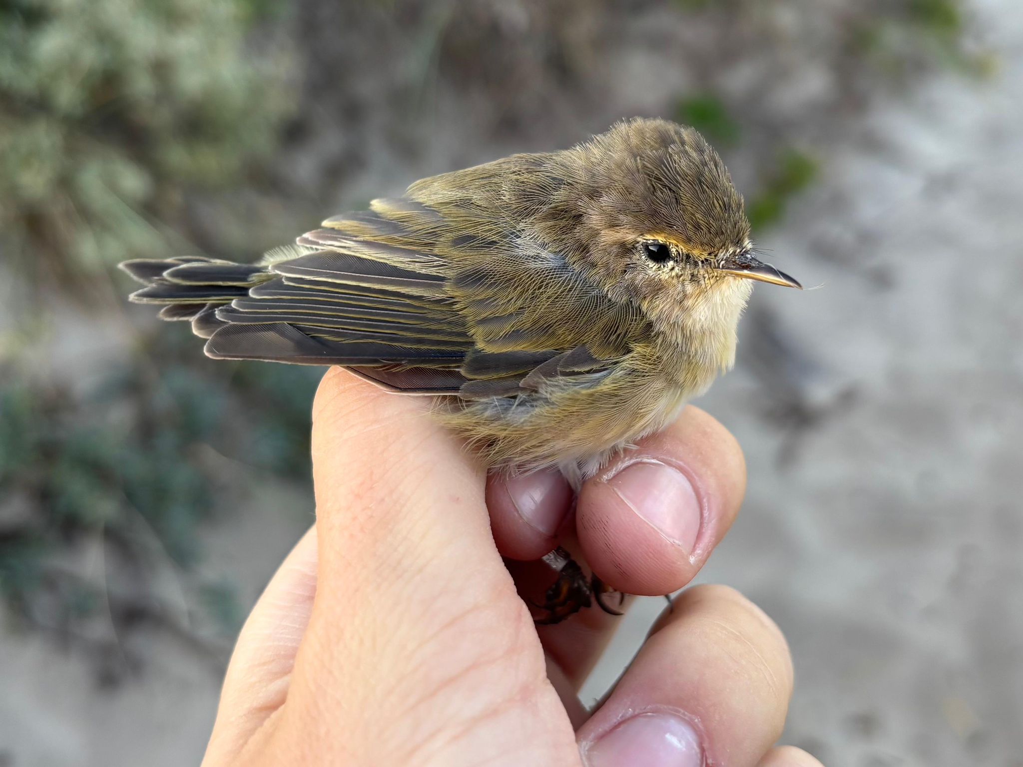 chiffchaff.jpg