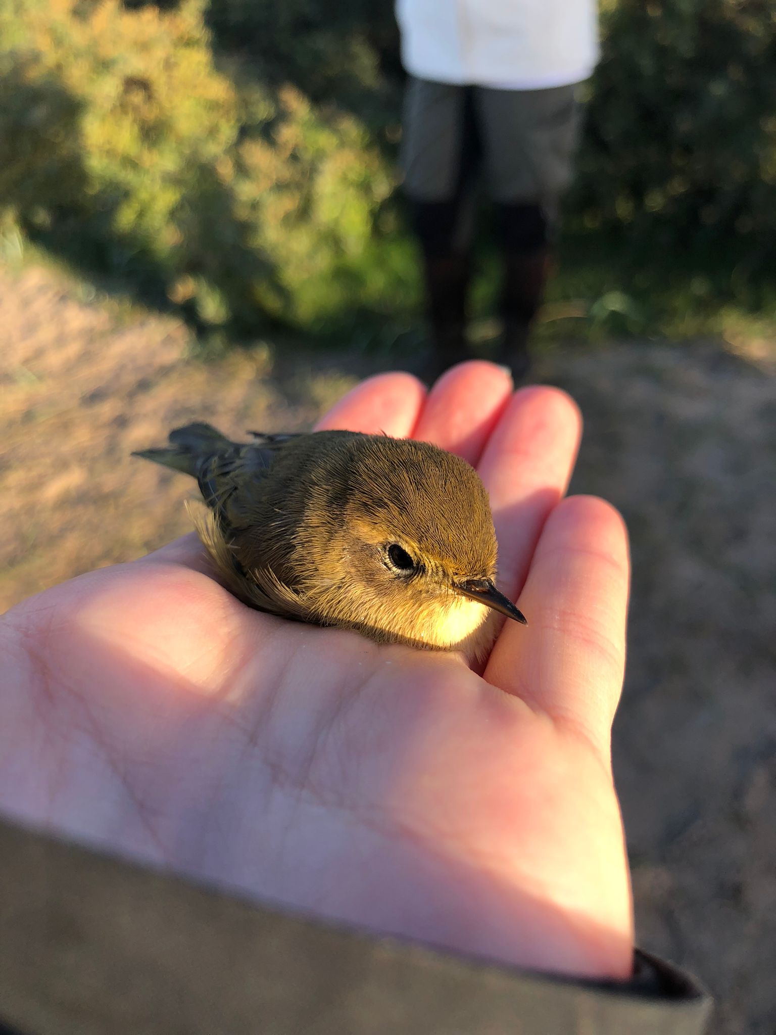 chiffchaff1.jpg