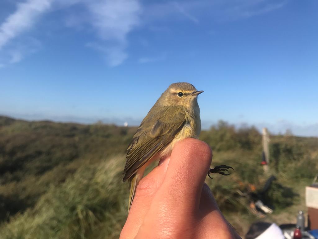 chiffchaff_2.jpg