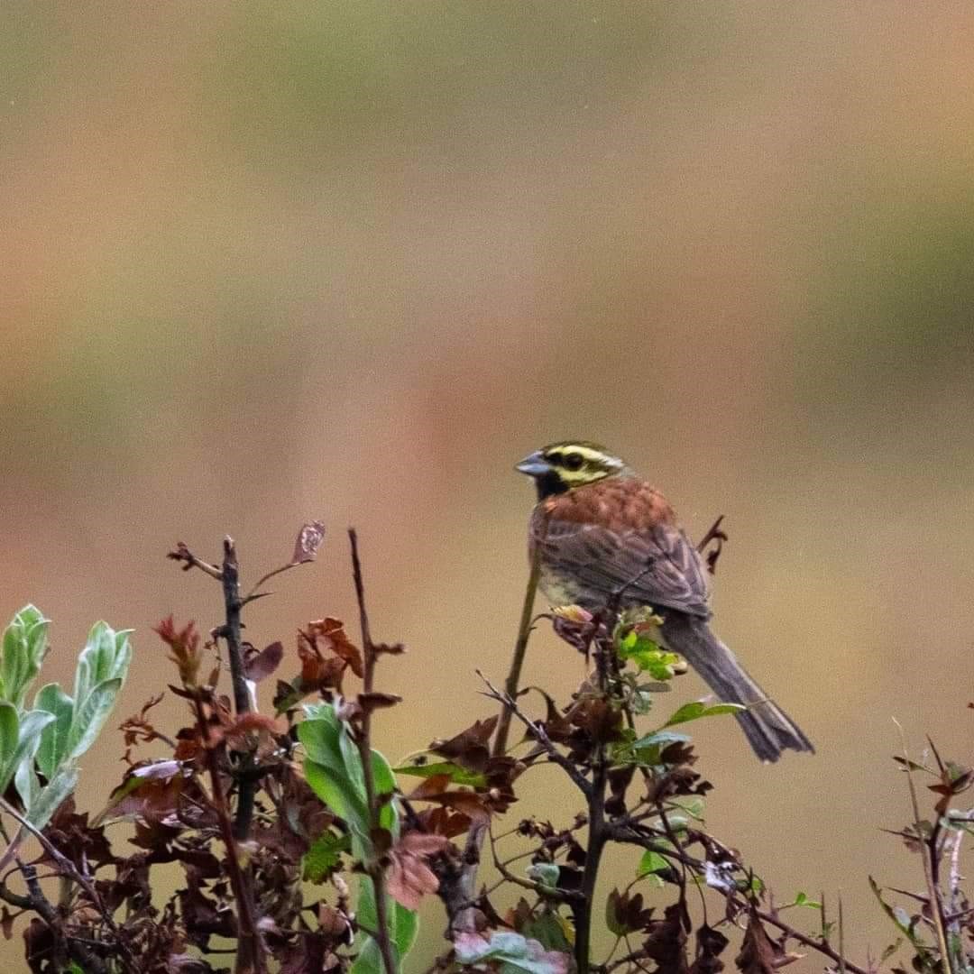 cirl_Bunting.jpg