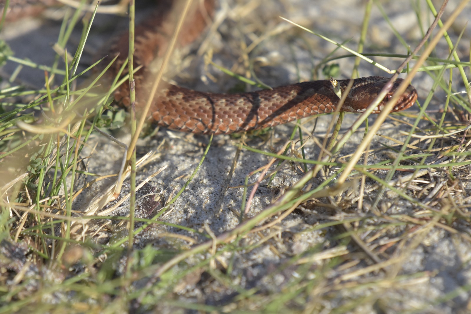 commom vipera 2