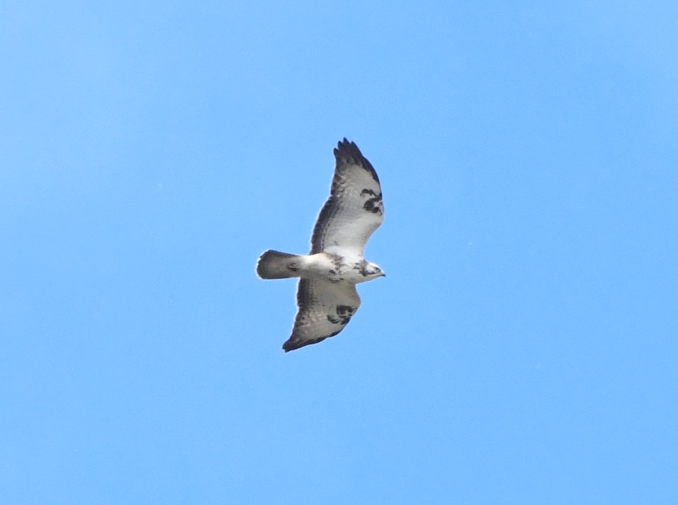 common buzzard crop