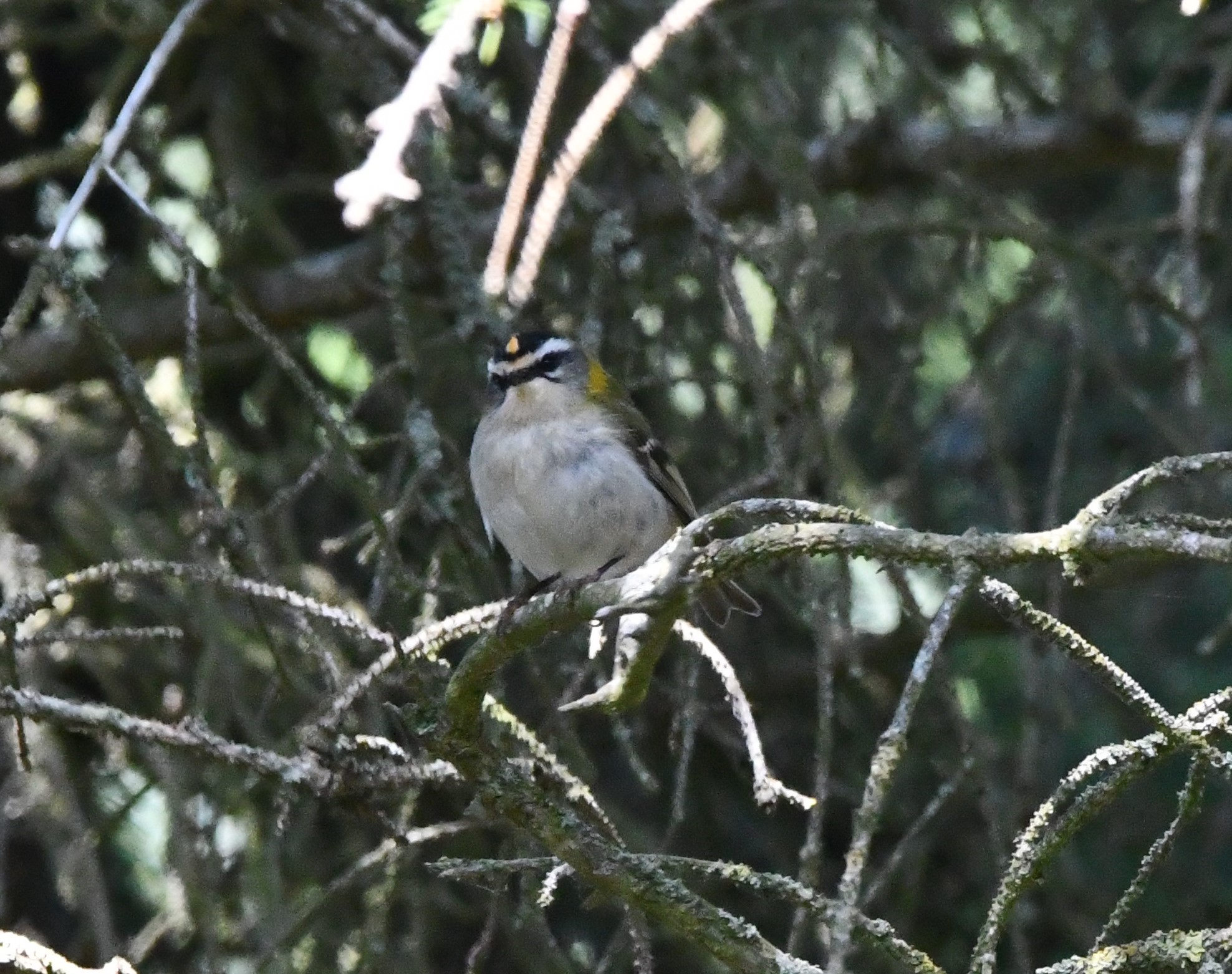 common firecrest crop