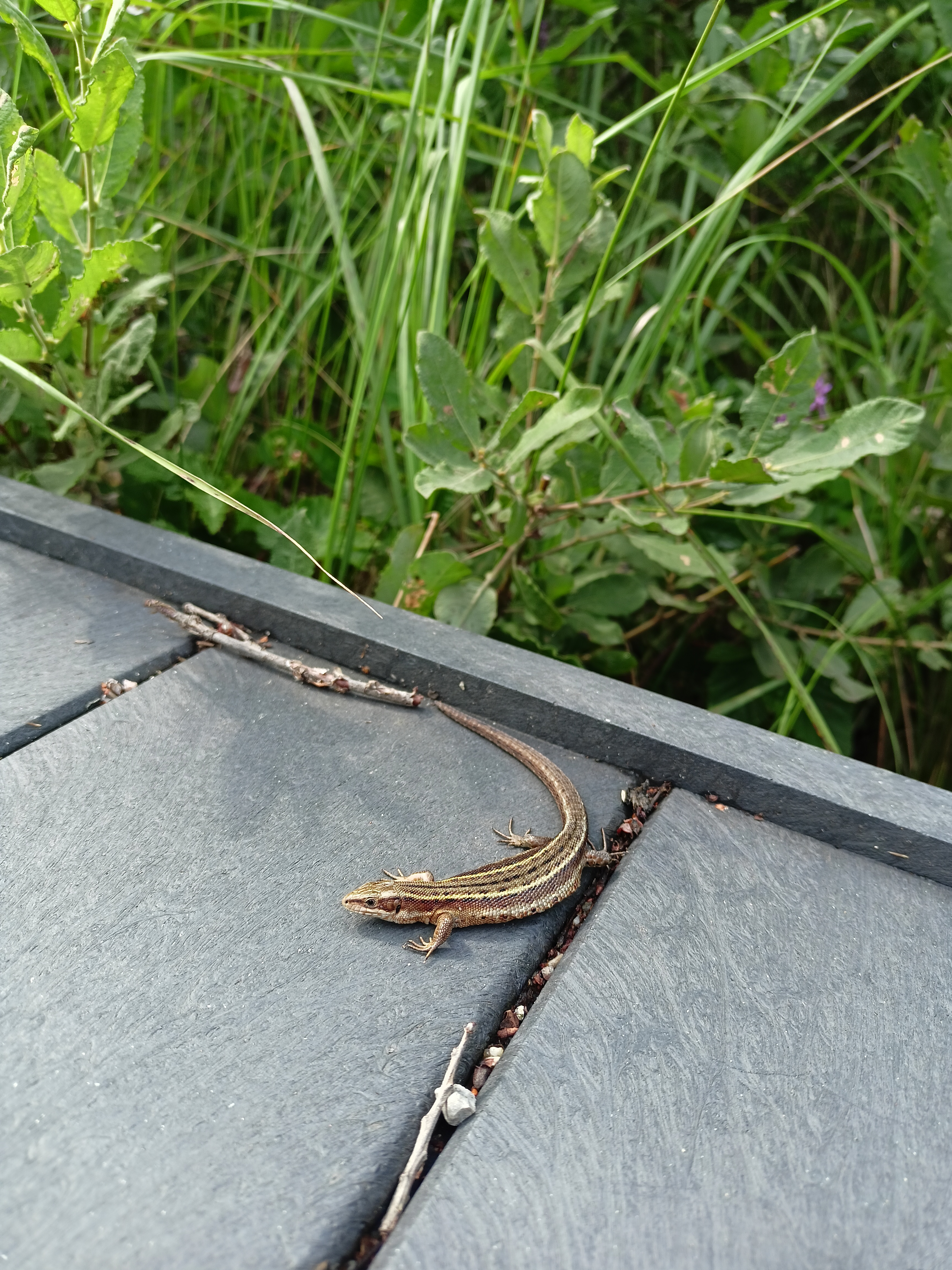 common lizard